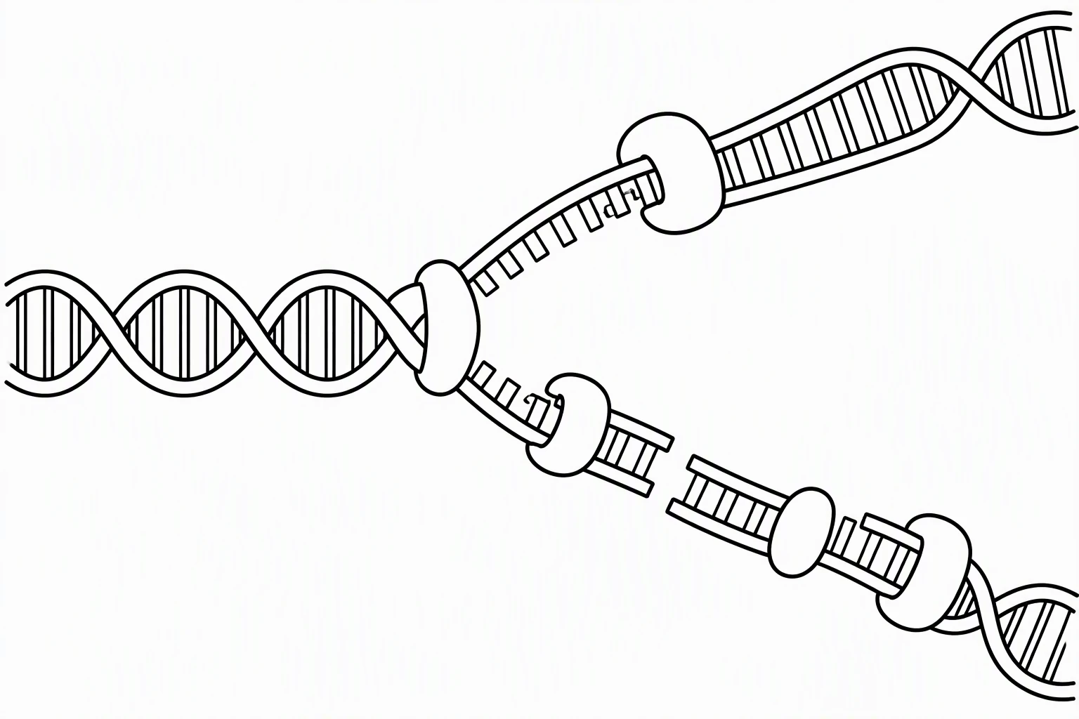 Black-and-white outline DNA replication fork coloring page with no text