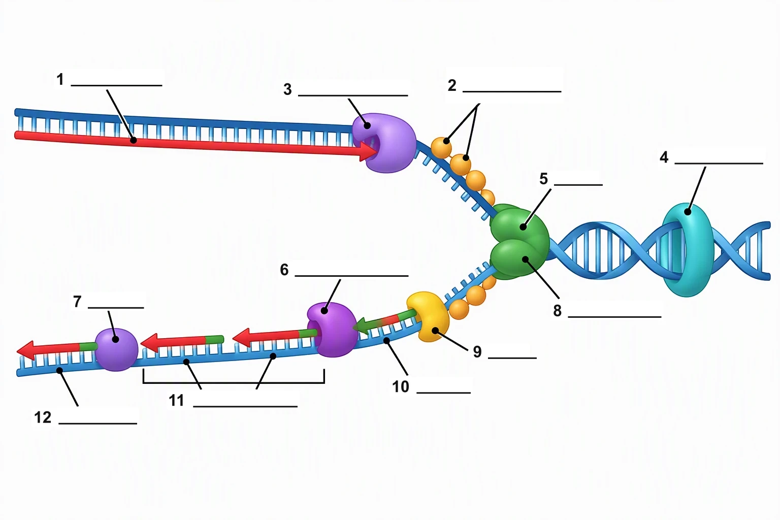 Blank DNA replication fork worksheet with numbers 1 to 12 and blank lines and no word labels