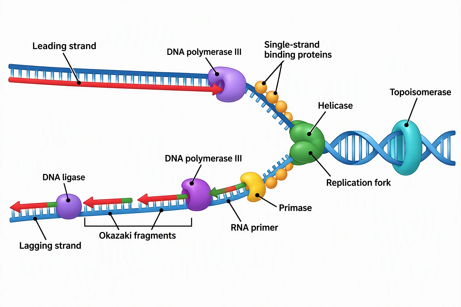 DNA Replication Diagram