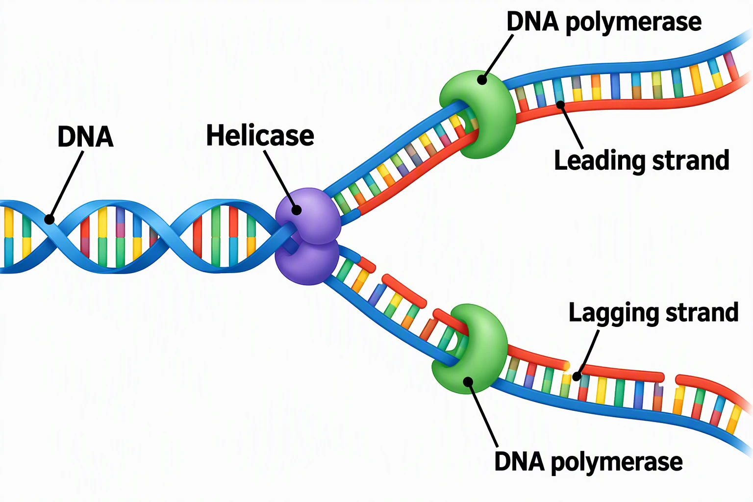 Simple DNA replication diagram labeled DNA, Helicase, DNA polymerase (two callouts), Leading strand, and Lagging strand