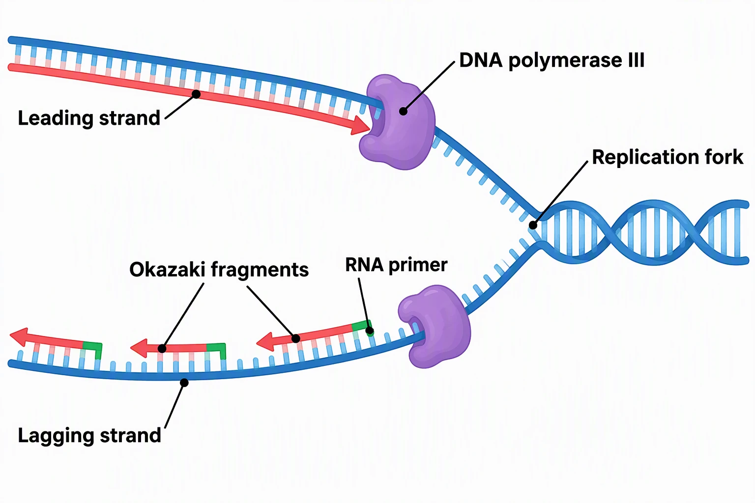 Leading and lagging strand diagram labeled Leading strand, DNA polymerase III, Replication fork, Okazaki fragments, RNA primer, and Lagging strand