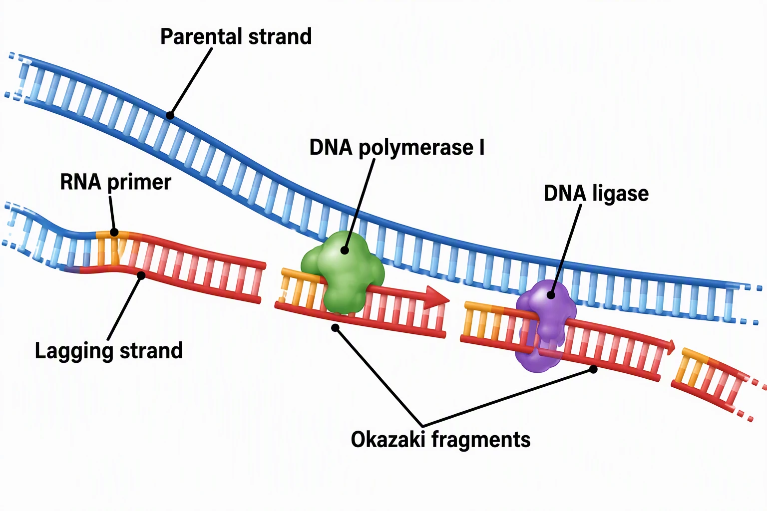 Okazaki fragment close-up labeled Parental strand, RNA primer, DNA polymerase I, DNA ligase, Lagging strand, and Okazaki fragments