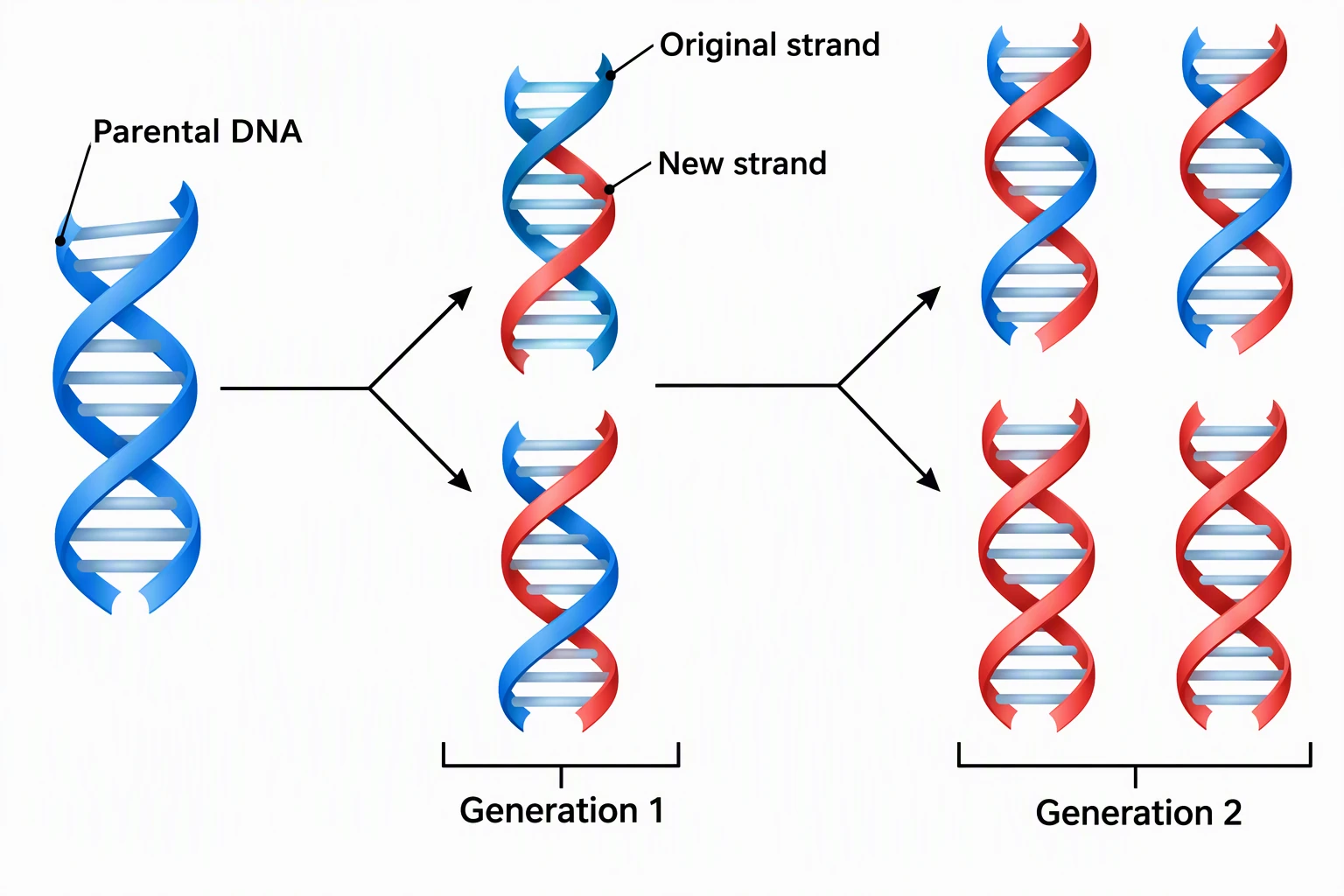 Semiconservative DNA replication diagram labeled Parental DNA, Original strand, New strand, Generation 1, and Generation 2