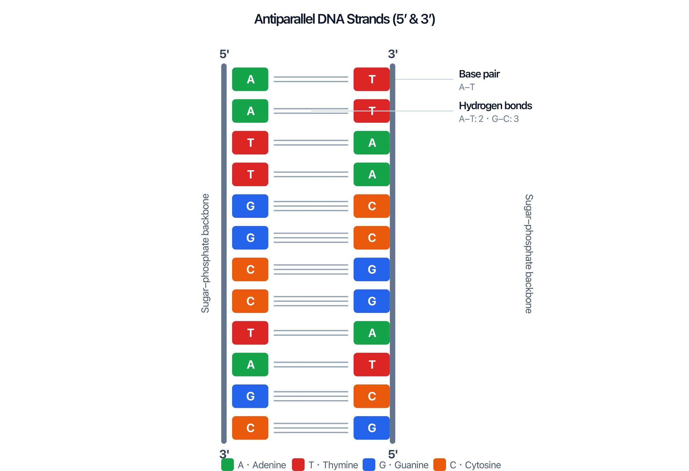 DNA diagram showing the two strands are antiparallel, with 5 prime and 3 prime ends labeled in opposite directions