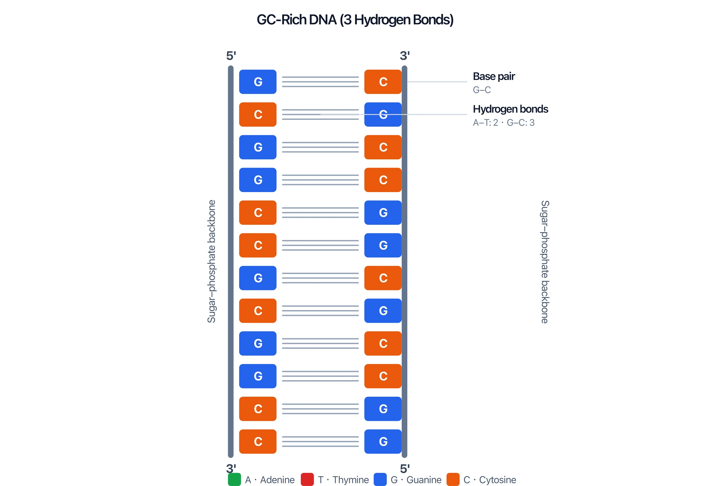 GC-rich DNA structure diagram where every base pair is held by three hydrogen bonds