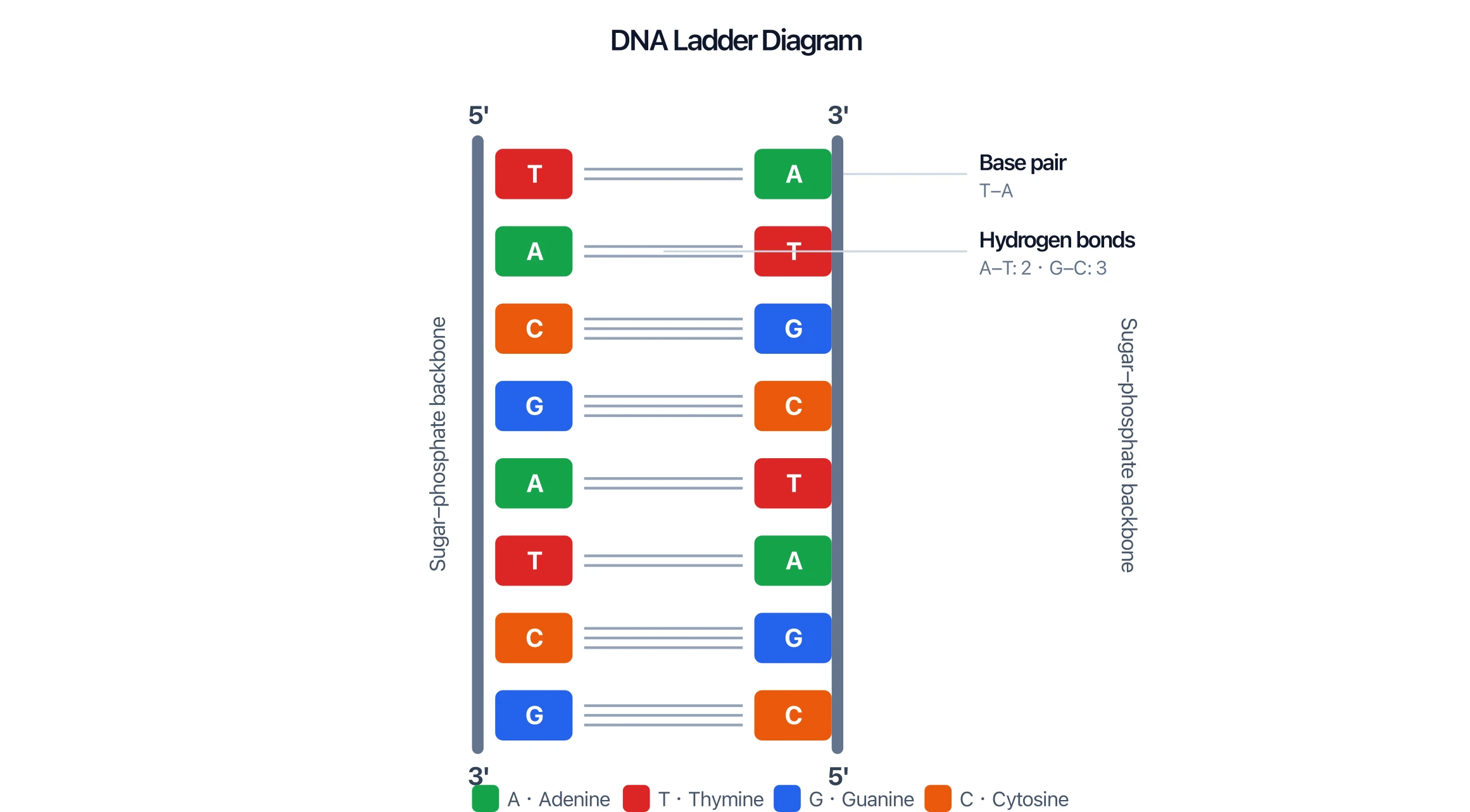 Short DNA ladder diagram with eight labeled base pairs
