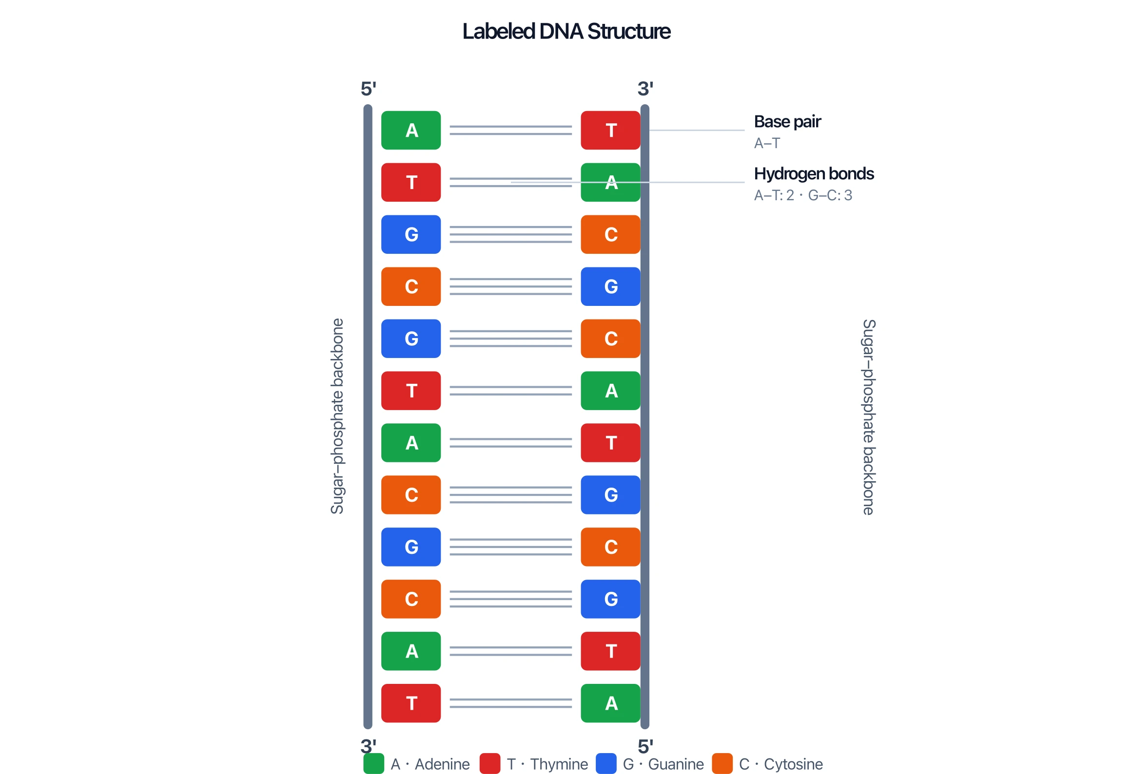 Labeled DNA structure diagram with sugar-phosphate backbones, color-coded base pairs, hydrogen bonds, and antiparallel 5 prime and 3 prime ends
