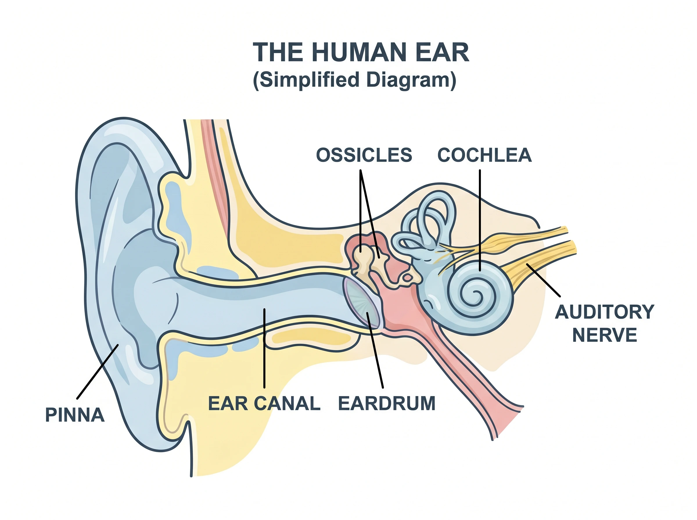 A simplified ear diagram with pinna, ear canal, eardrum, ossicles, cochlea, and auditory nerve labeled