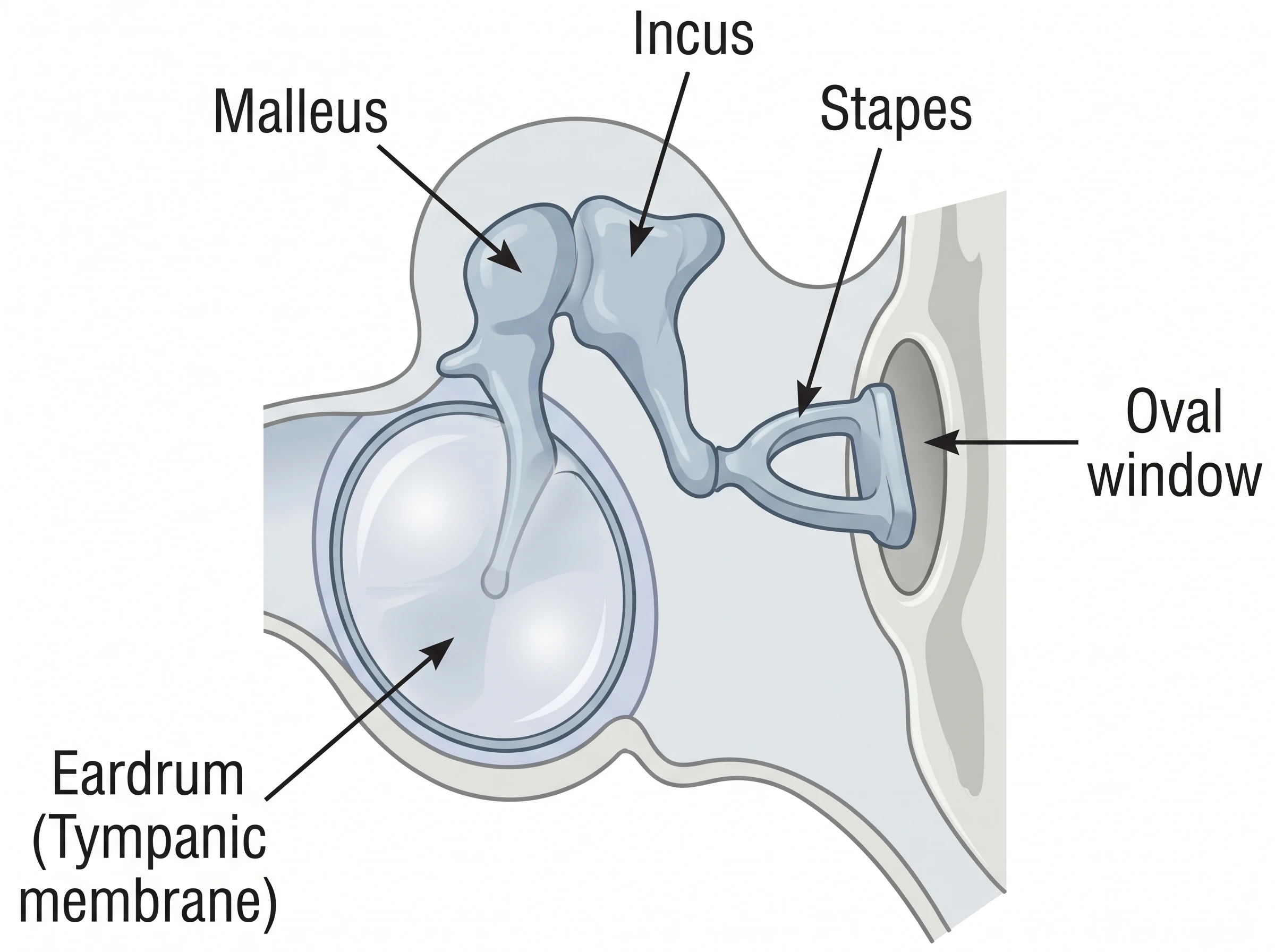A detailed diagram of the middle ear ossicles — malleus, incus, and stapes — labeled