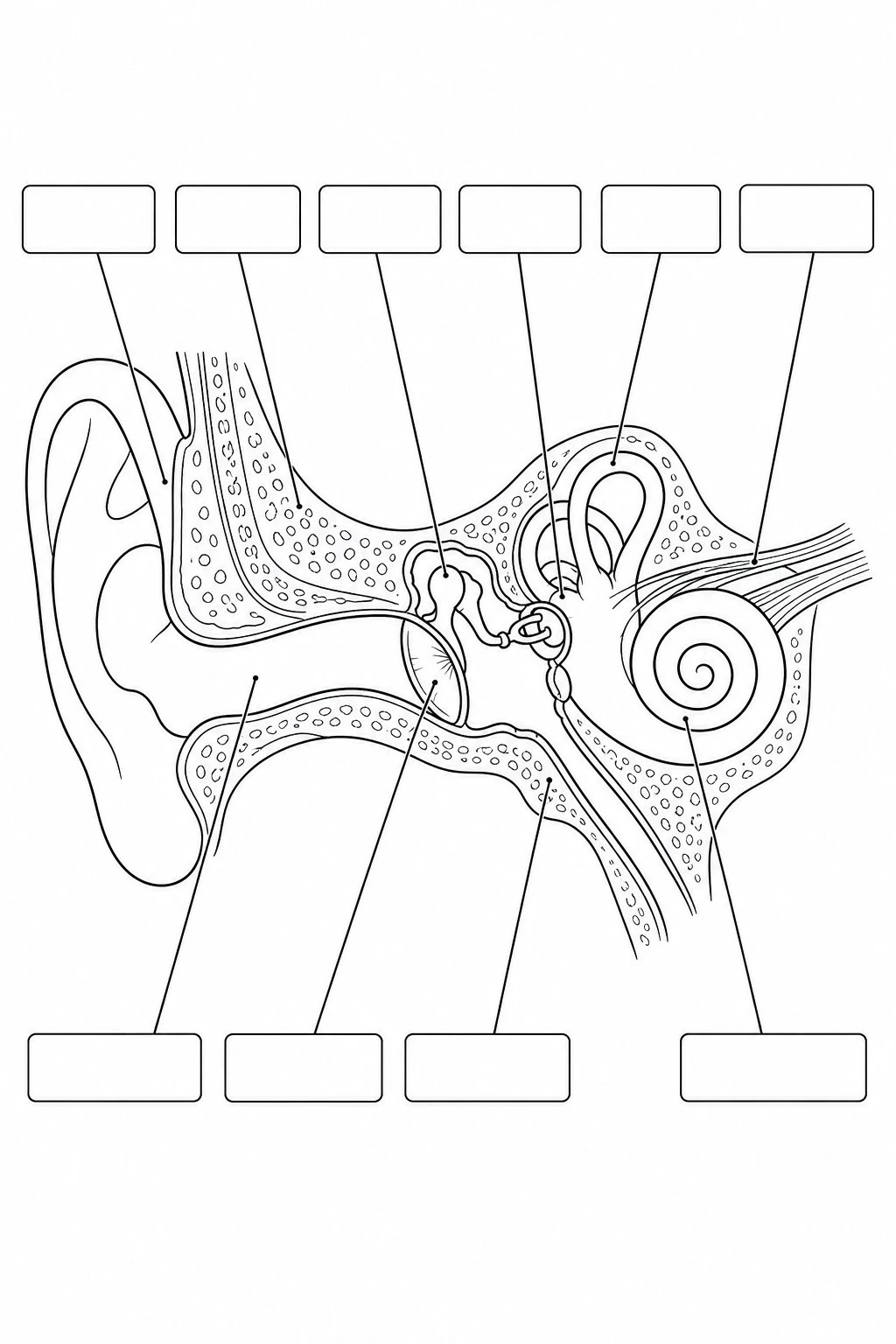 Blank ear diagram labeling worksheet with empty callout lines