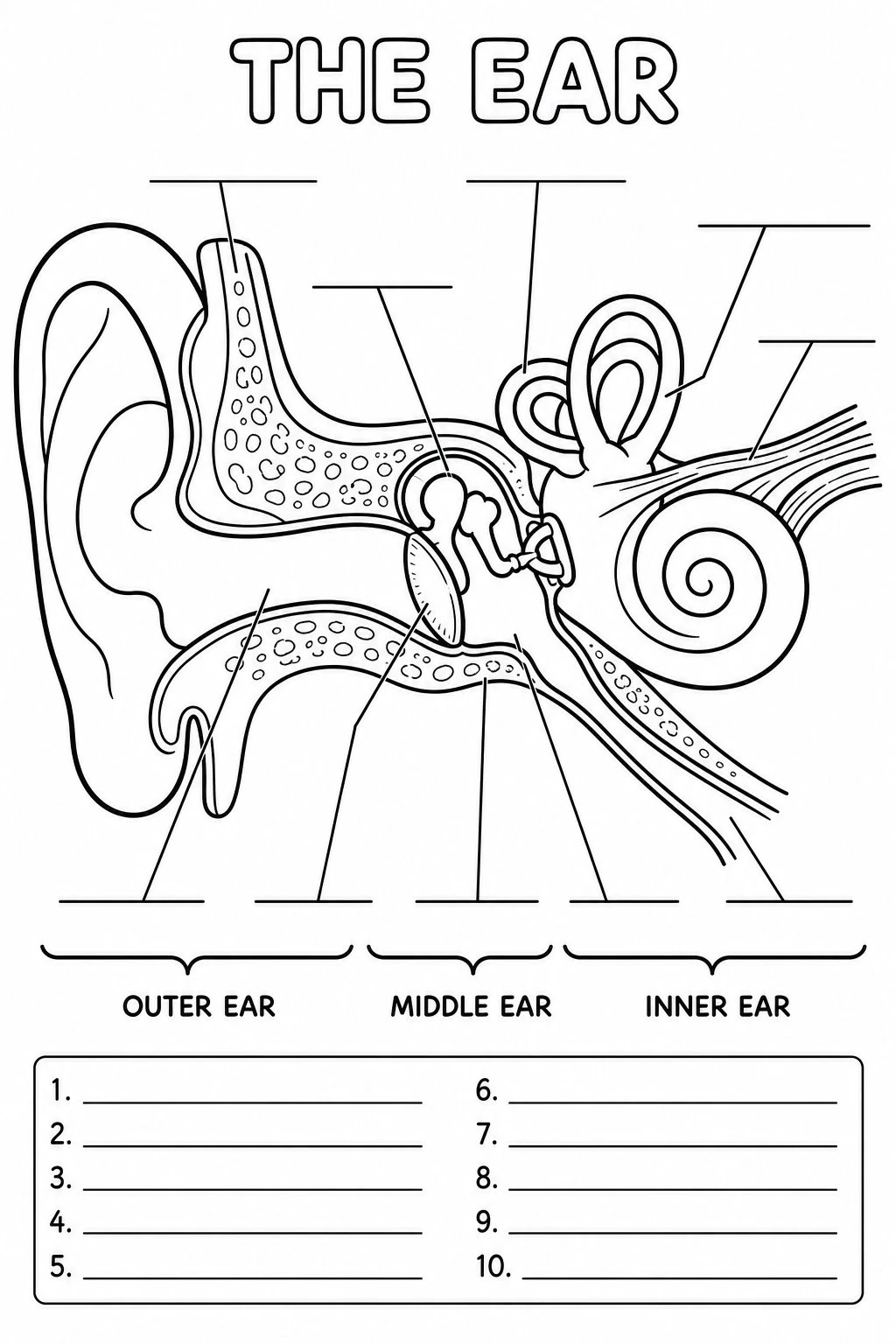 Black-and-white ear diagram coloring page with blank label lines