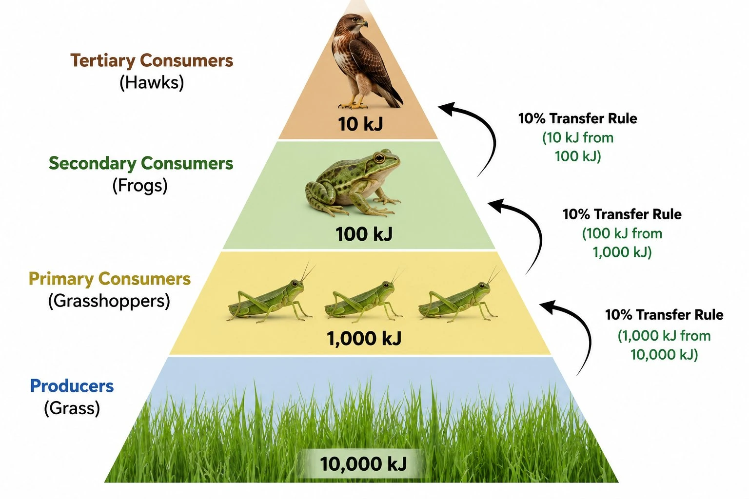 Energy pyramid diagram with four labeled trophic levels from producers at the base to tertiary consumers at the apex, showing energy loss at each level