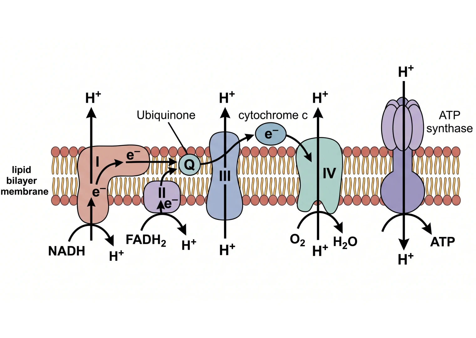 Electron Transport Chain Diagram Generator