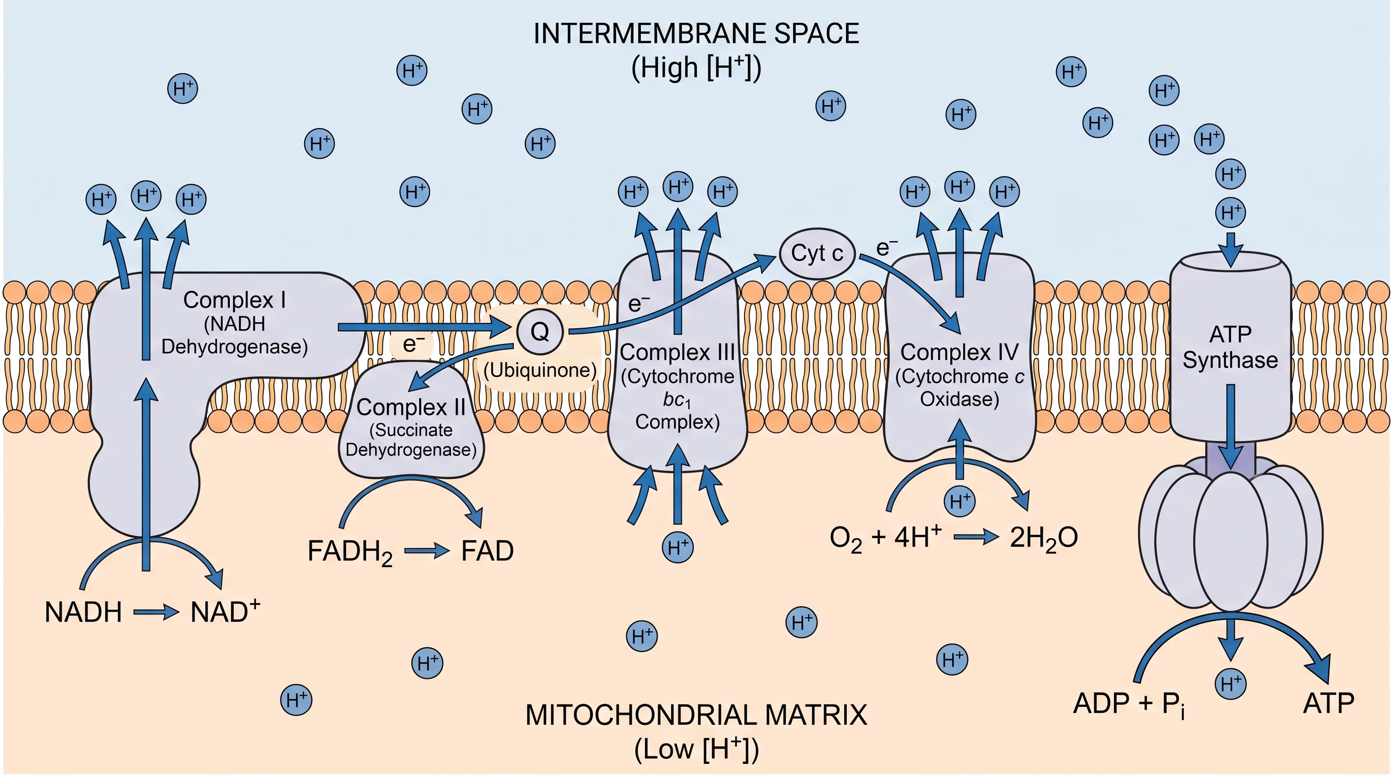 Electron transport chain diagram emphasizing H+ in the intermembrane space and return through ATP synthase