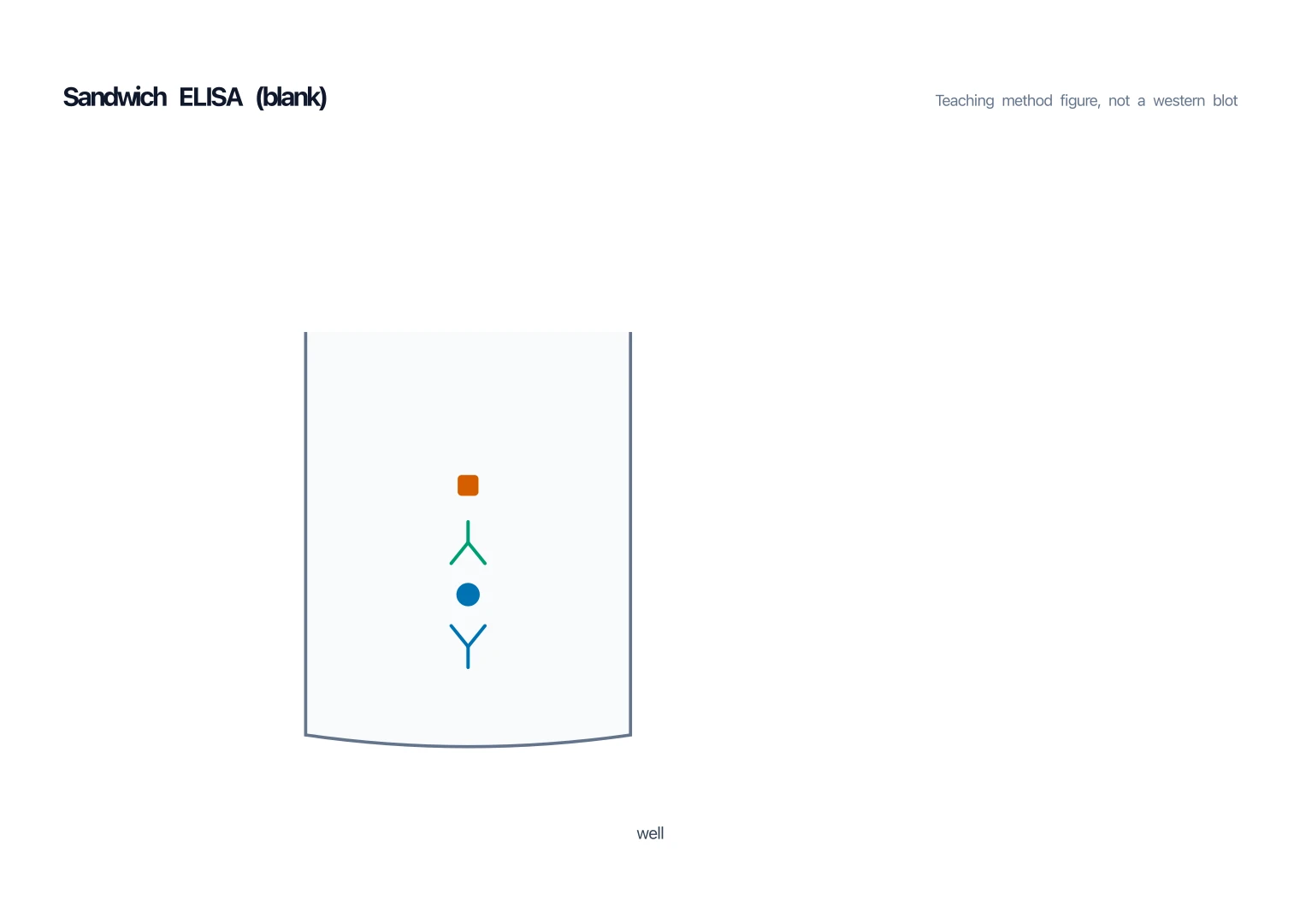 Blank sandwich ELISA worksheet with the same well and layer positions and no antibody names