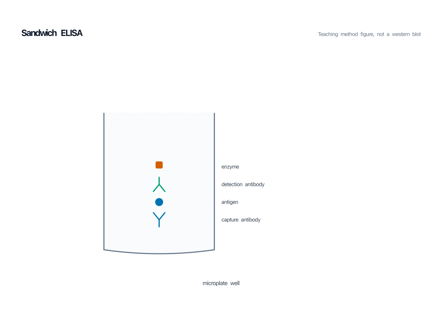 Labeled sandwich ELISA diagram with capture antibody on the well floor, antigen, detection antibody, and enzyme