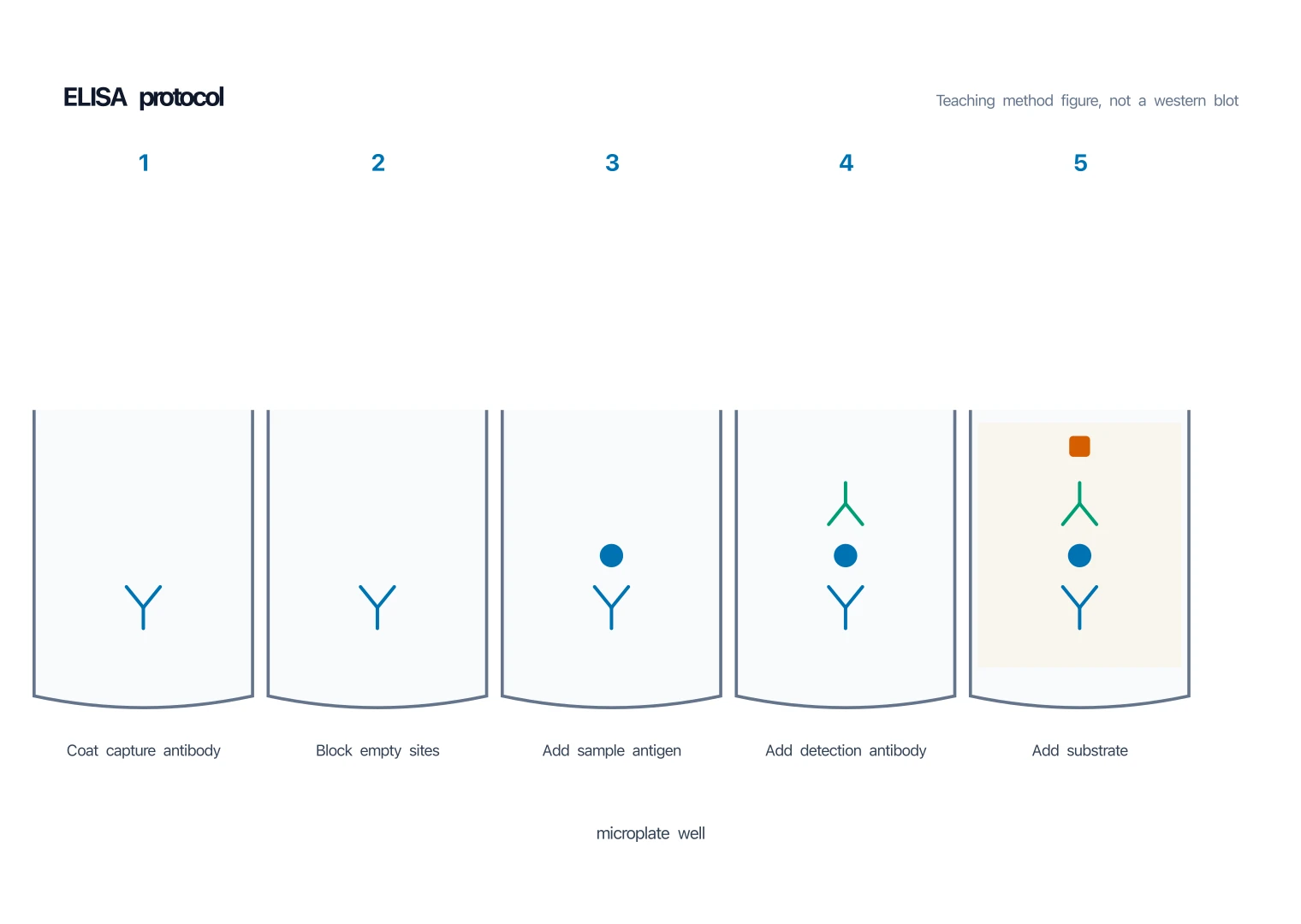 Five-step ELISA protocol diagram: coat, block, sample, detection antibody, substrate