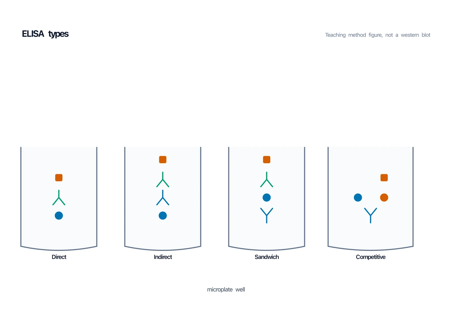 Four ELISA method wells labeled direct, indirect, sandwich, and competitive