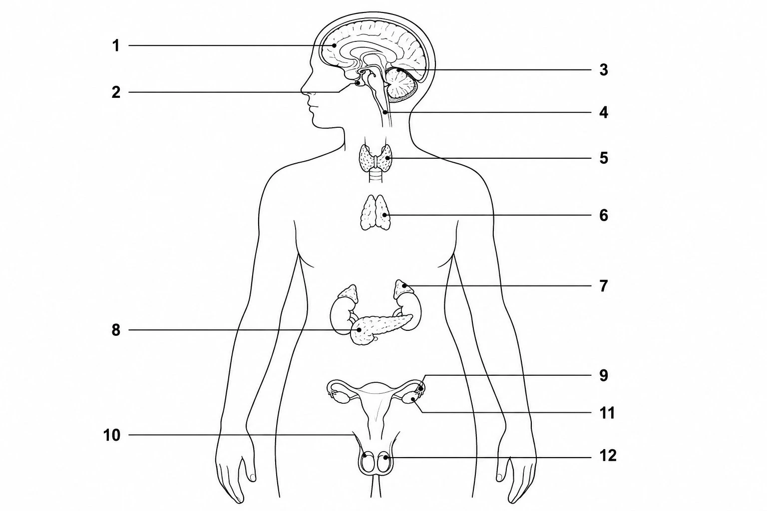 Unlabeled endocrine system diagram with numbered blank lines for students to fill in as a worksheet or quiz