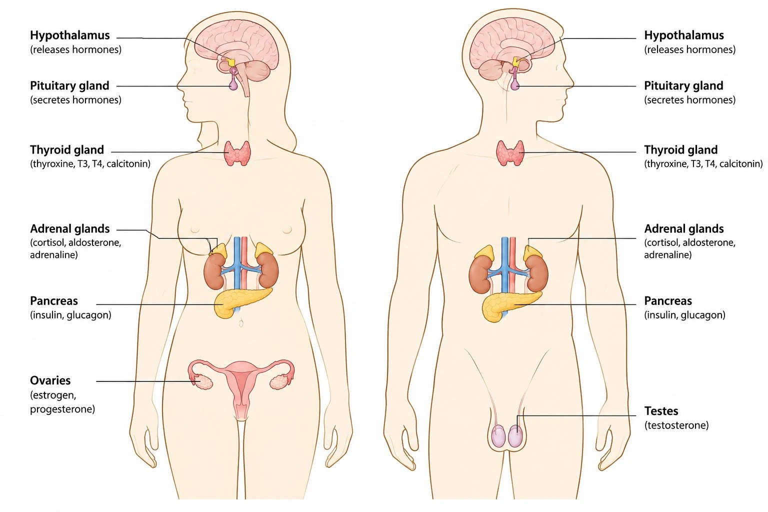 Side-by-side comparison diagram of male and female endocrine systems showing shared glands and sex-specific gonads
