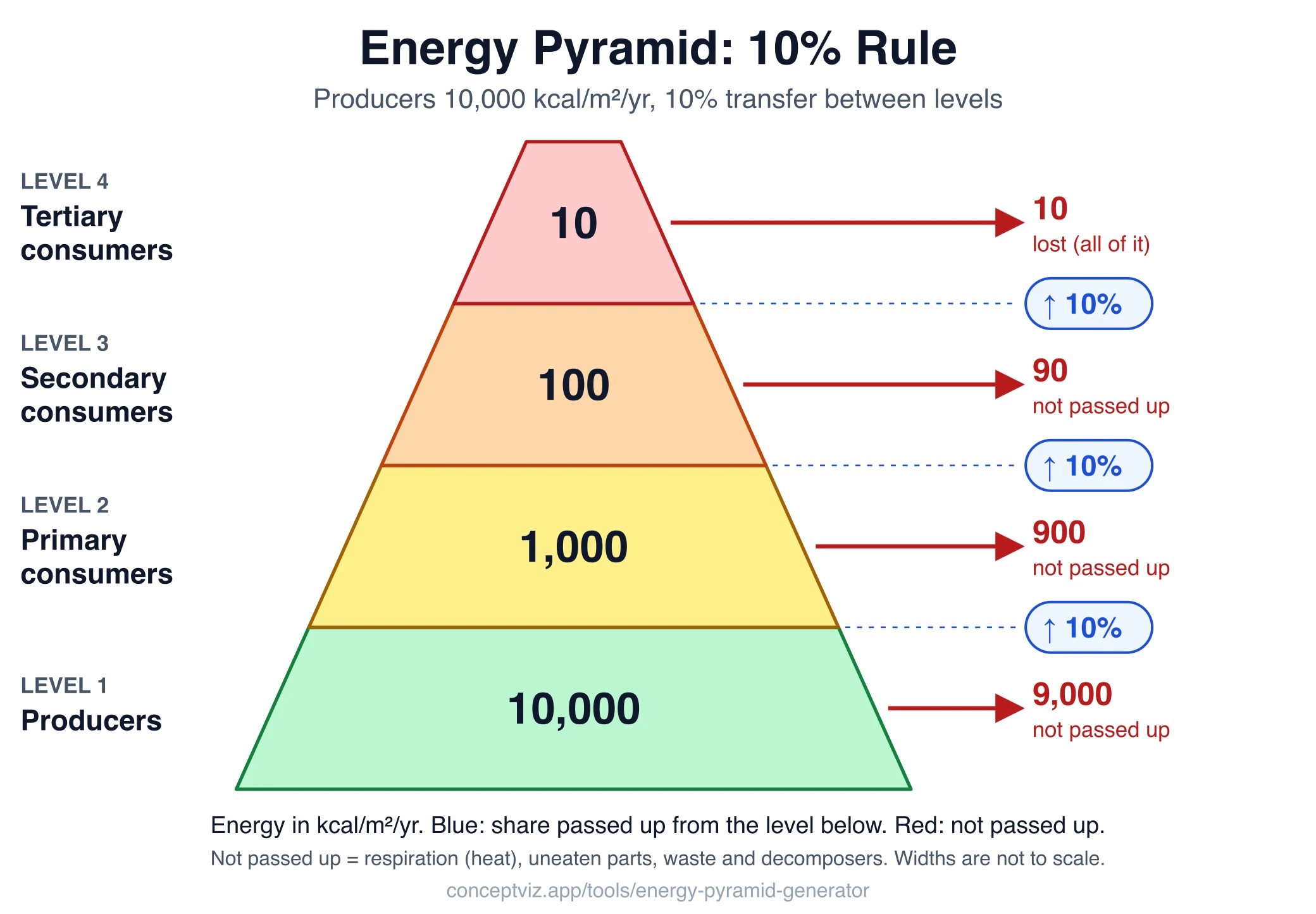 Four level energy pyramid starting from 10,000 kcal per square meter per year of producer energy with 10 percent transfer: 10,000, 1,000, 100 and 10