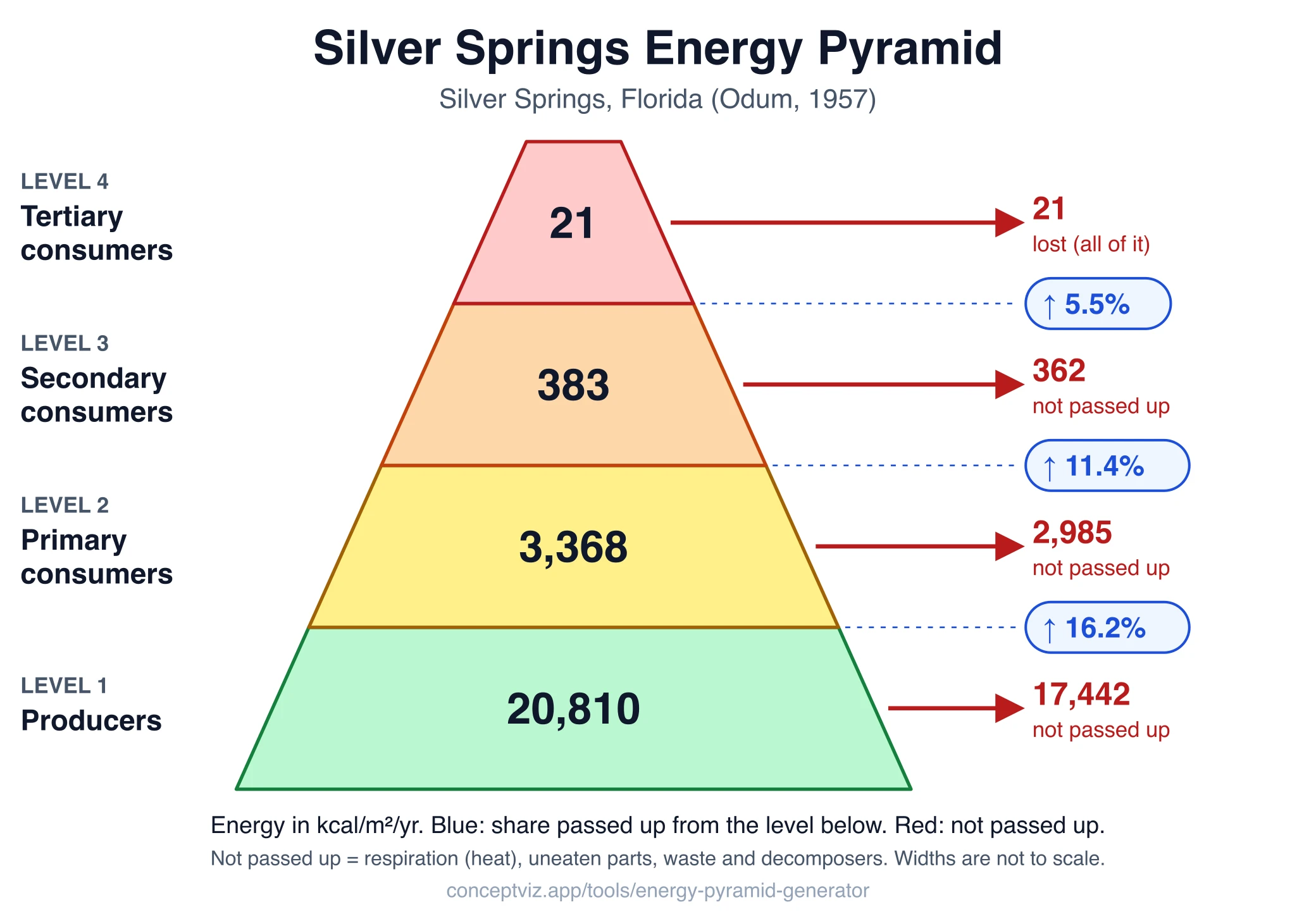 Energy pyramid for Silver Springs, Florida with 20,810 kcal per square meter per year for producers, 3,368 for primary consumers, 383 for secondary consumers and 21 for tertiary consumers, with transfer efficiencies of 16.2, 11.4 and 5.5 percent