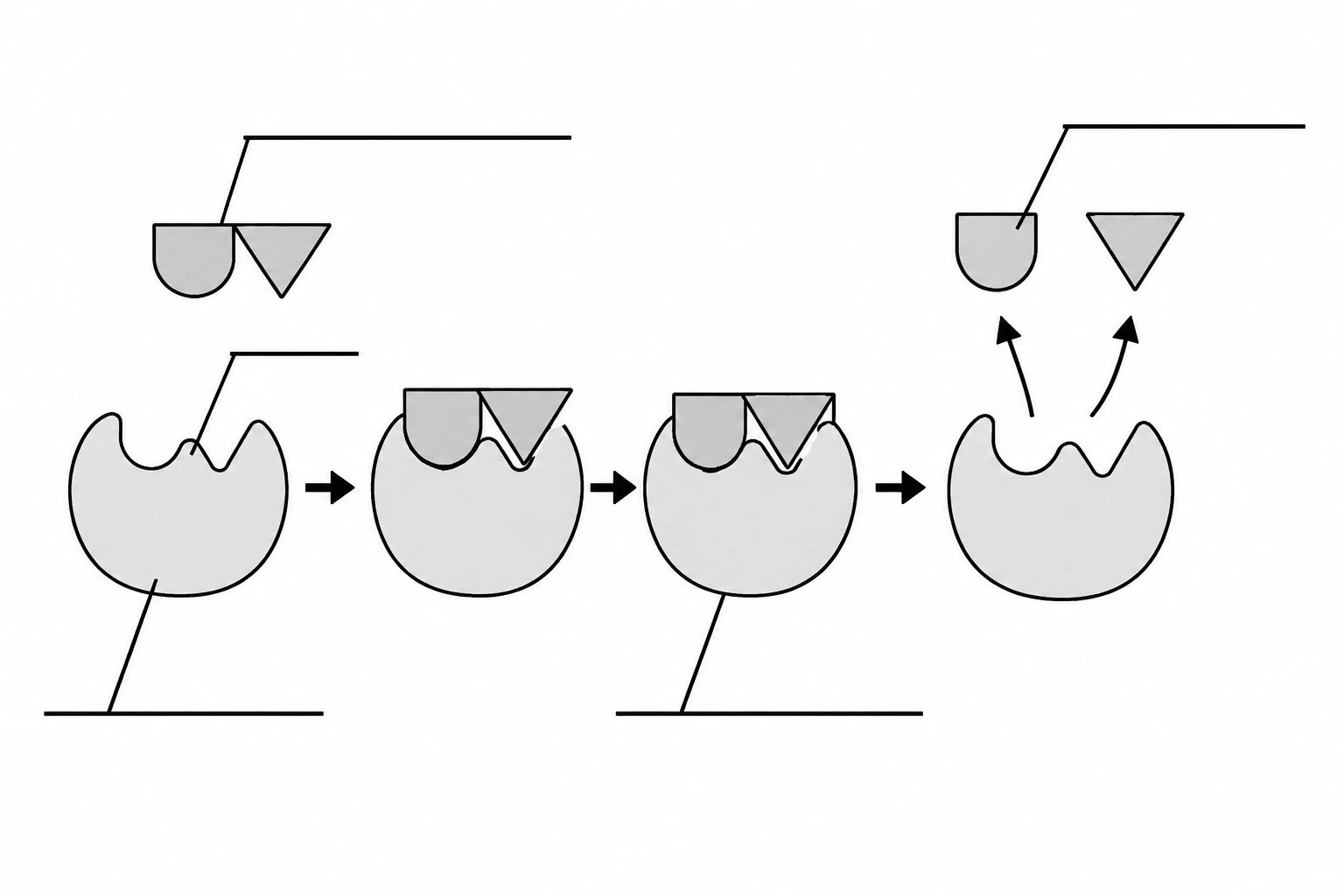 Blank unlabeled enzyme diagram worksheet with empty callout lines for students to fill in the enzyme, active site, substrate, enzyme-substrate complex, and products