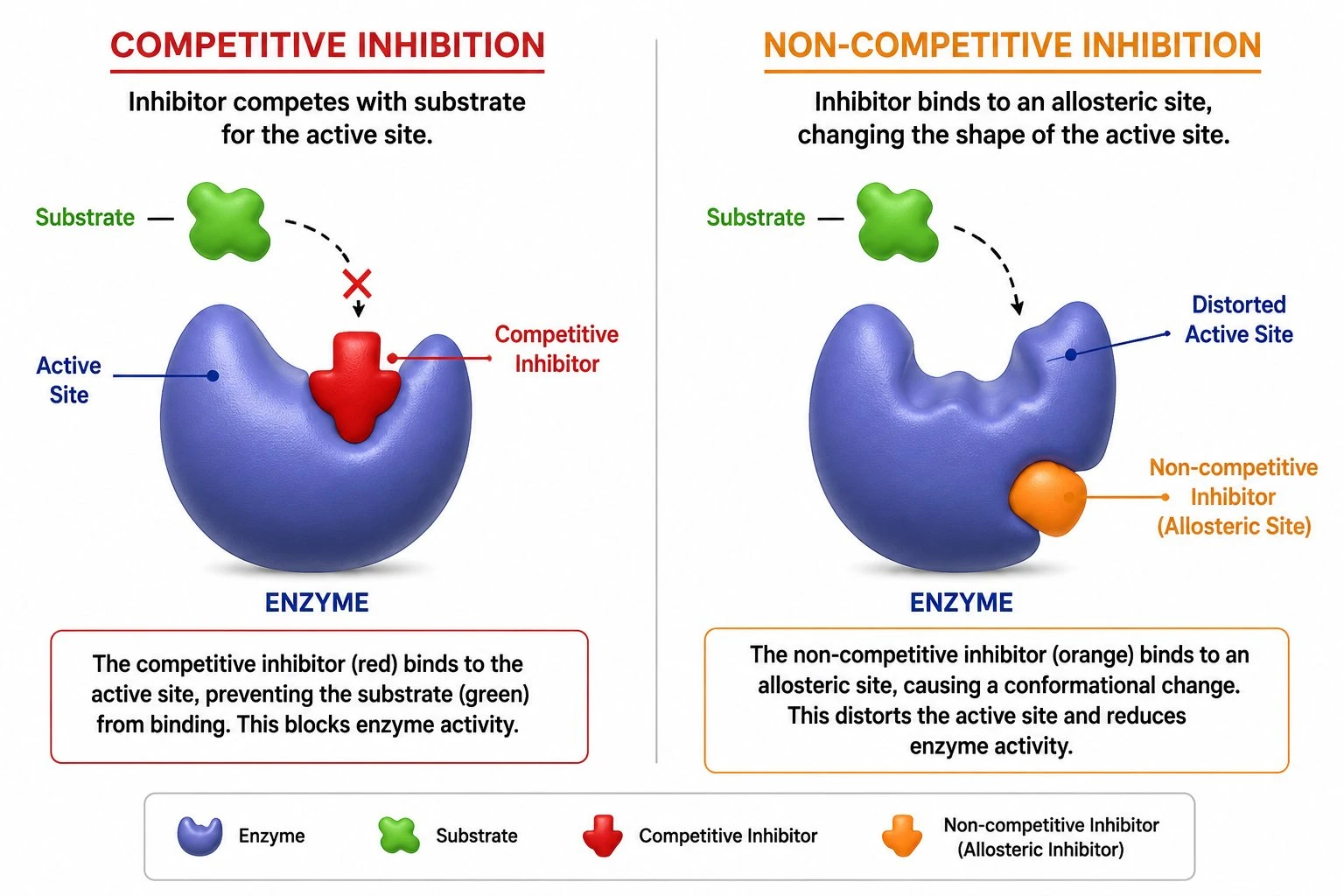 Side-by-side comparison of competitive inhibition, where the inhibitor blocks the active site, and non-competitive inhibition, where the inhibitor binds an allosteric site and distorts the active site