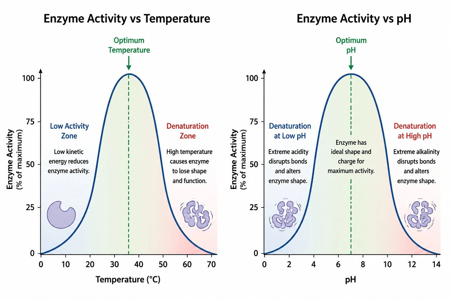 Two graphs showing the effect of temperature and pH on enzyme activity, each with a bell-shaped curve showing the optimum value and denaturation at extremes