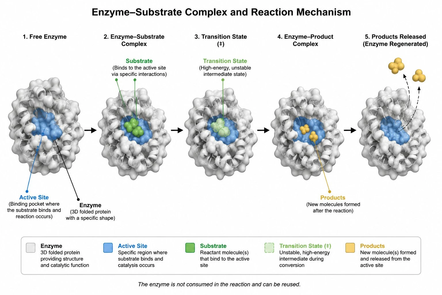 Detailed labeled diagram of the enzyme-substrate complex showing the active site, substrate, transition state, and products with clear callout lines