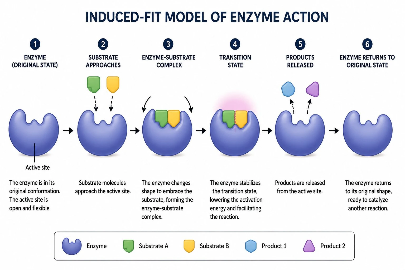 Labeled induced-fit enzyme diagram showing the active site flexibly changing shape to fit the substrate, forming the complex, releasing products, and returning to its original shape