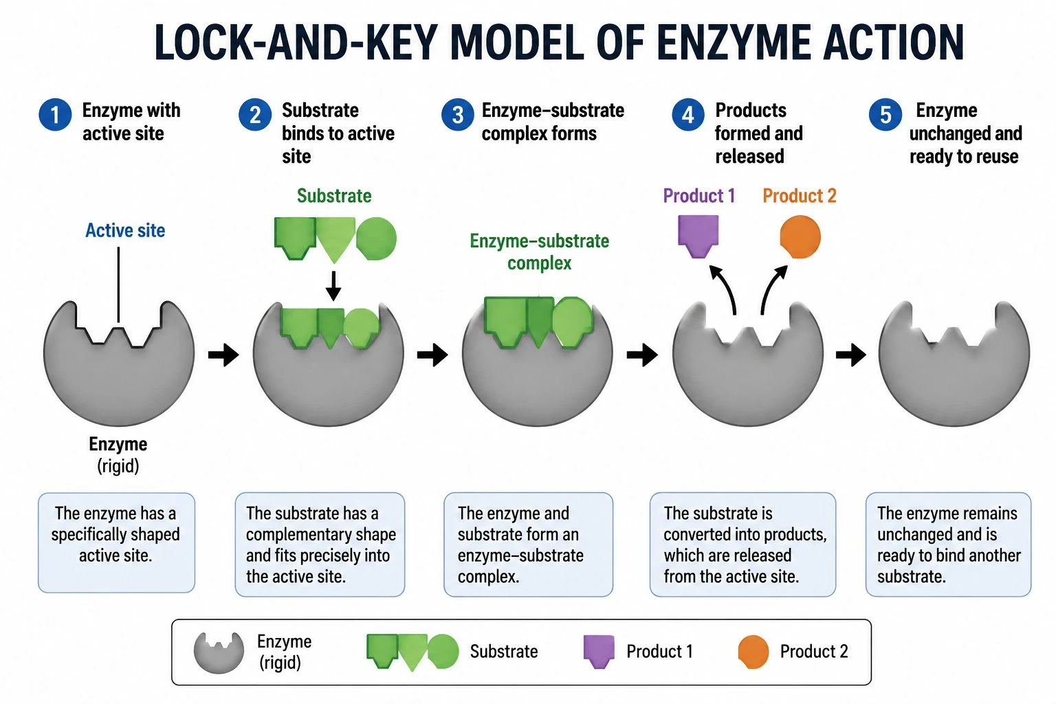 Labeled lock-and-key enzyme diagram showing the rigid active site, substrate, enzyme-substrate complex, and products, with the enzyme unchanged after the reaction