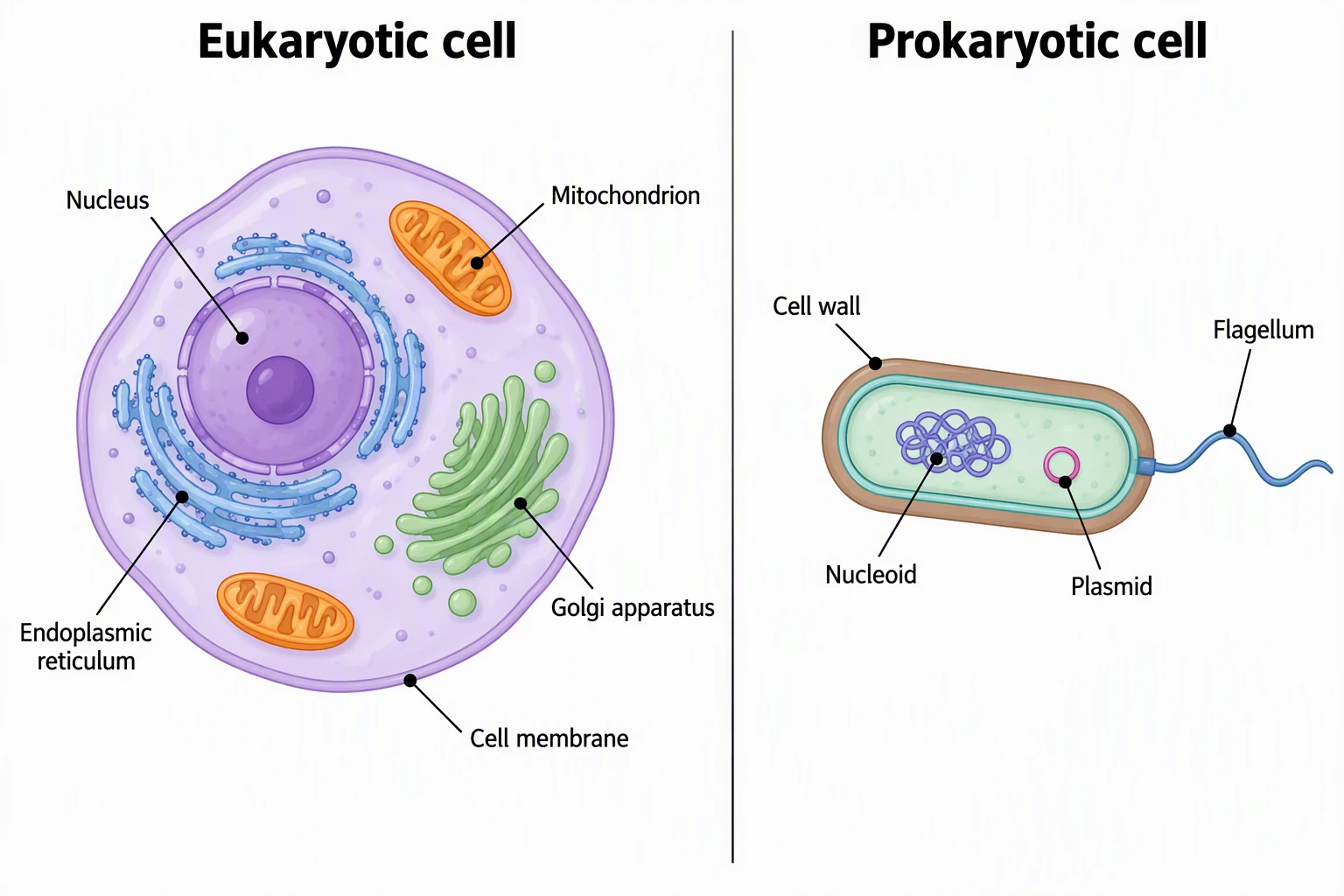 Side-by-side diagram of a eukaryotic cell with a nucleus and organelles next to a smaller prokaryotic bacterial cell with a nucleoid, plasmid, cell wall, and flagellum