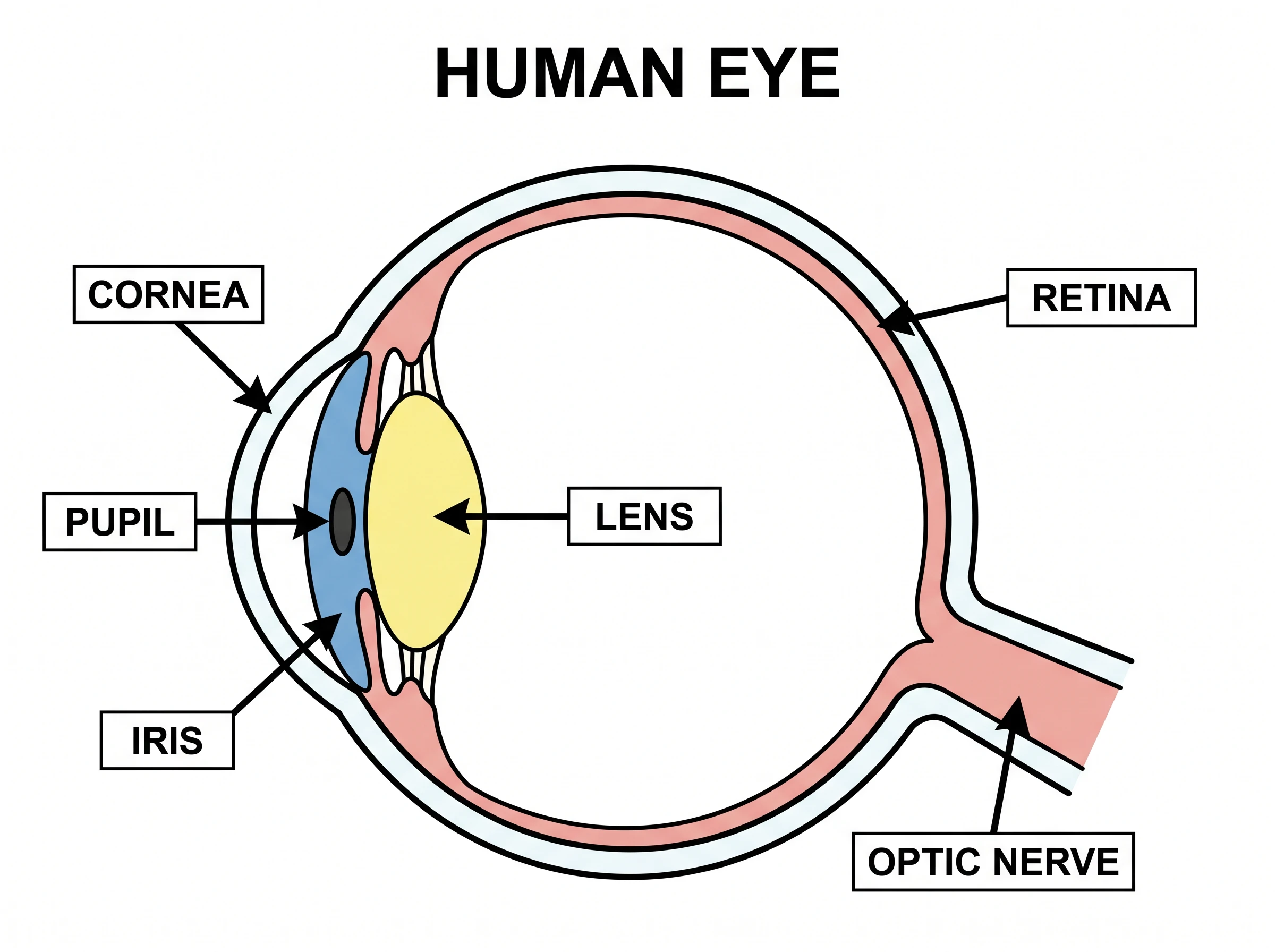 A simplified eye cross-section with cornea, iris, pupil, lens, retina, and optic nerve labeled