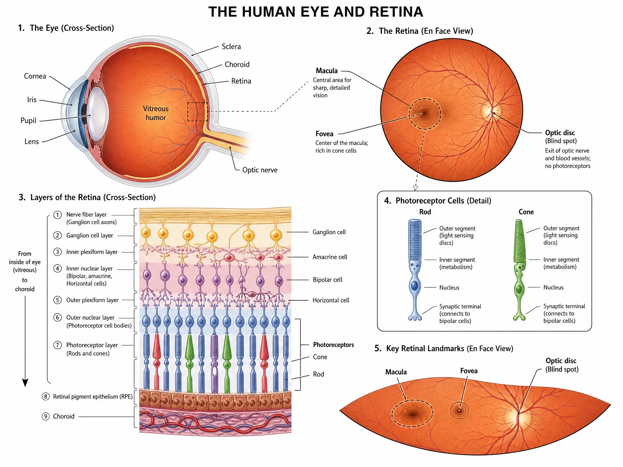 A detailed diagram of the retina showing rod and cone photoreceptor cells, macula, fovea, and optic disc