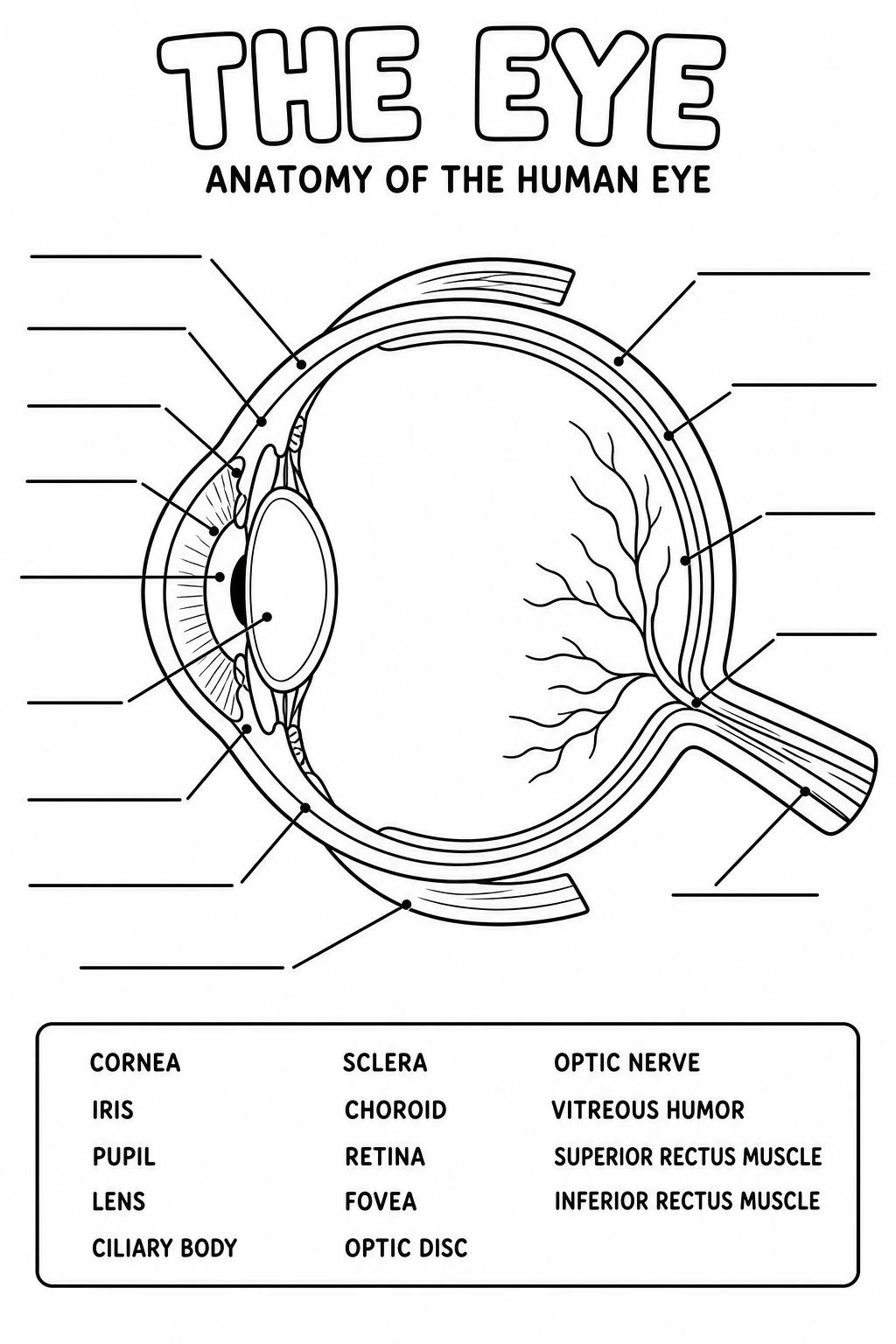 Black-and-white eye diagram coloring page with blank label lines