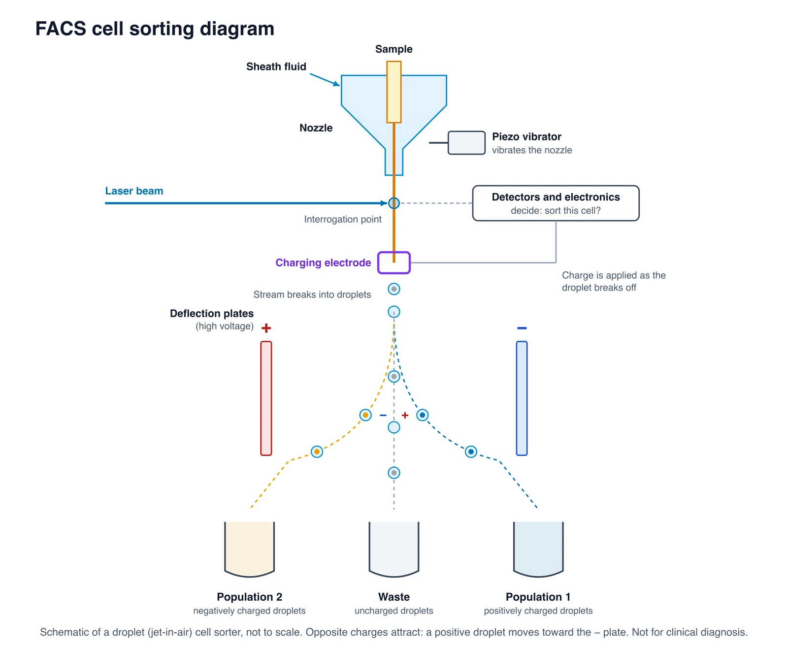 FACS sorting diagram: vibrating nozzle, laser interrogation, charging electrode at droplet breakoff, deflection plates, two collection tubes and waste