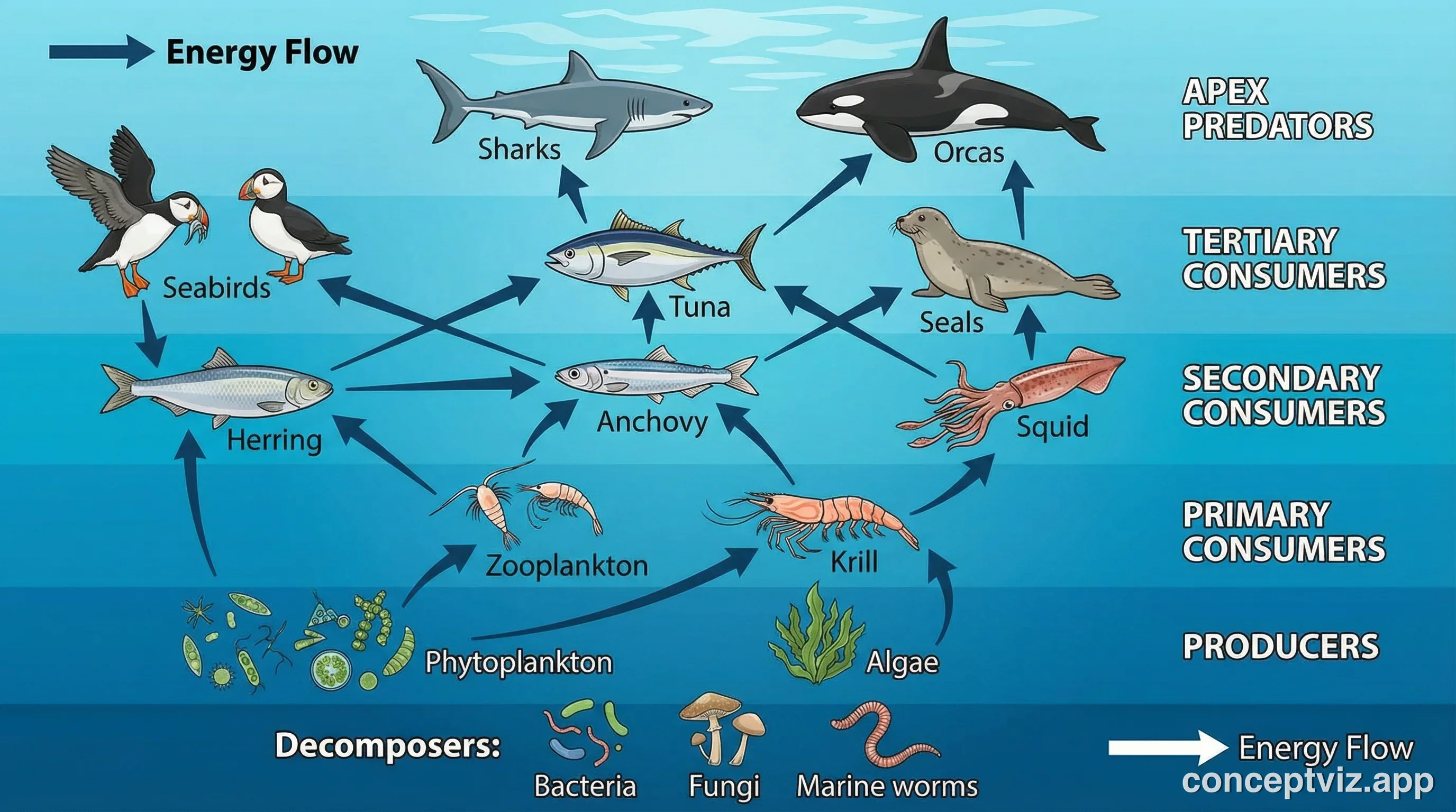 Detailed ocean food web diagram showing feeding relationships among phytoplankton, zooplankton, krill, herring, squid, tuna, seal, shark, and seabird with directional arrows indicating energy flow across multiple trophic levels.