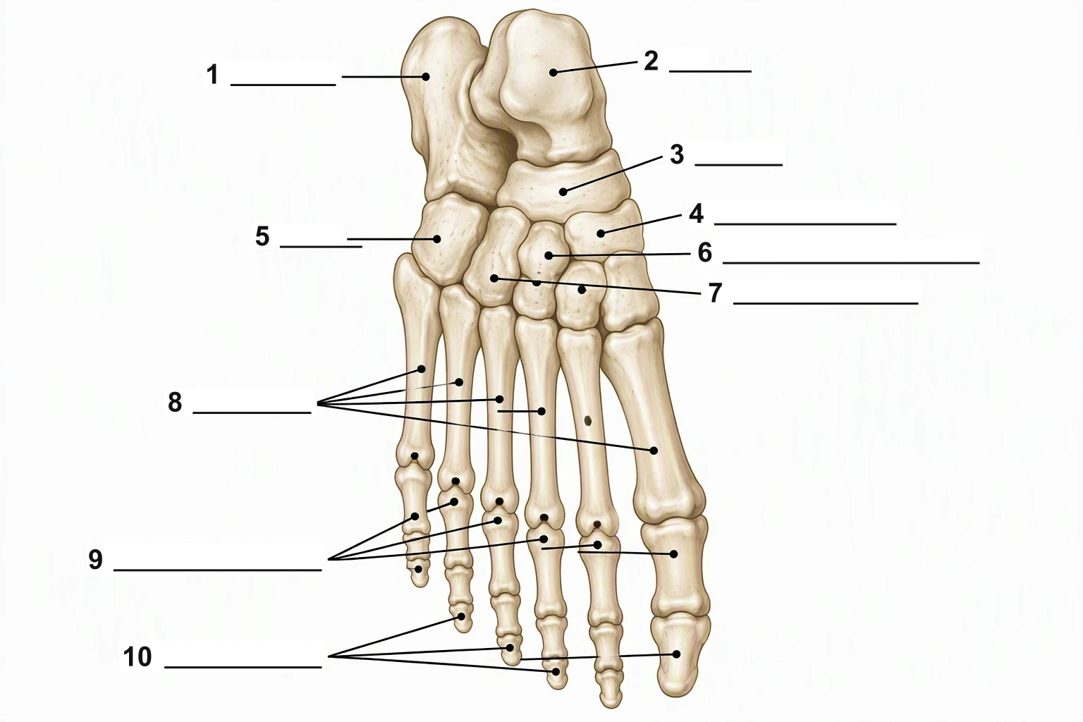 Blank dorsal foot skeleton worksheet with numbers 1 to 10 and blank lines and no word labels