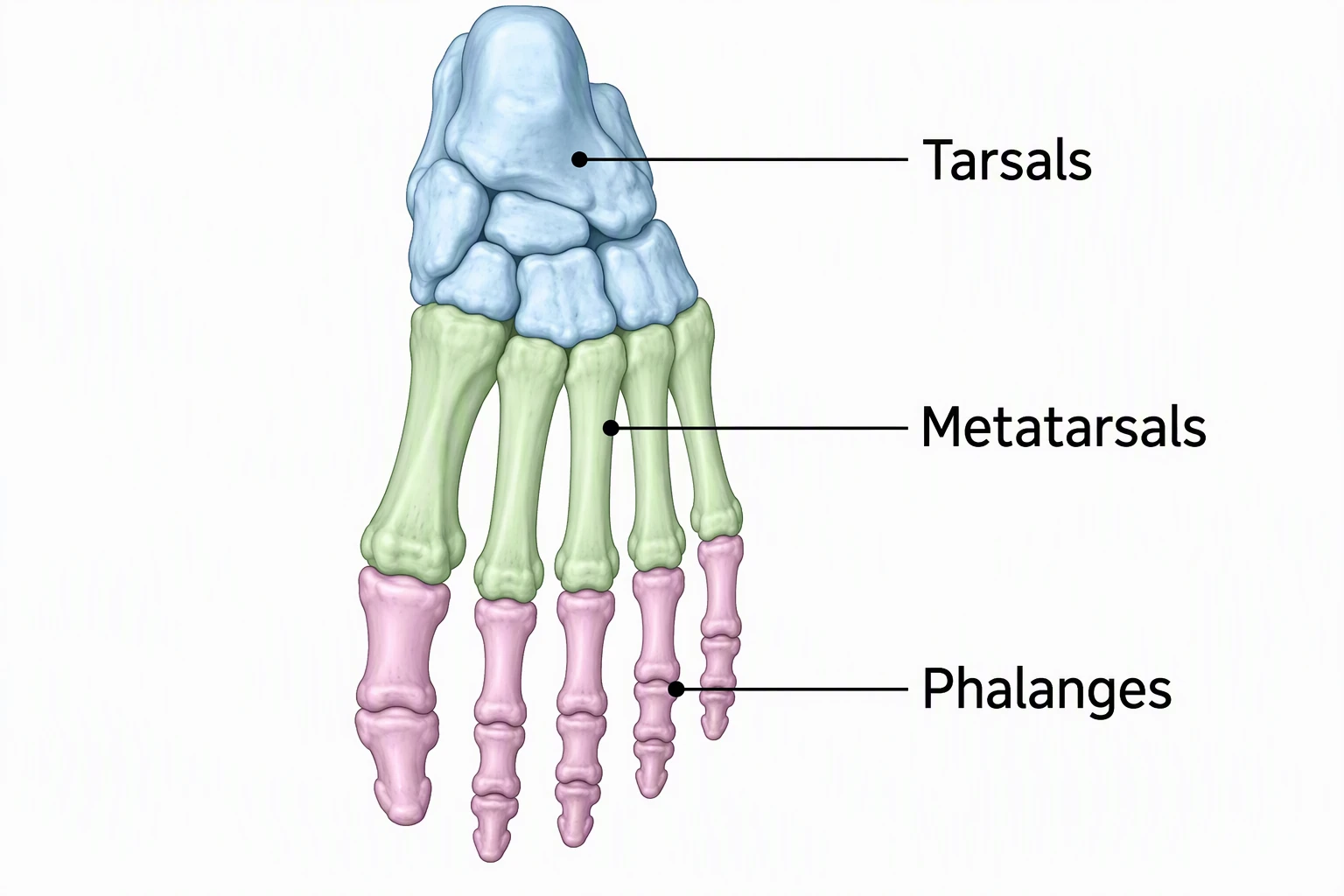 Foot skeleton diagram labeled Tarsals, Metatarsals, and Phalanges as three color groups
