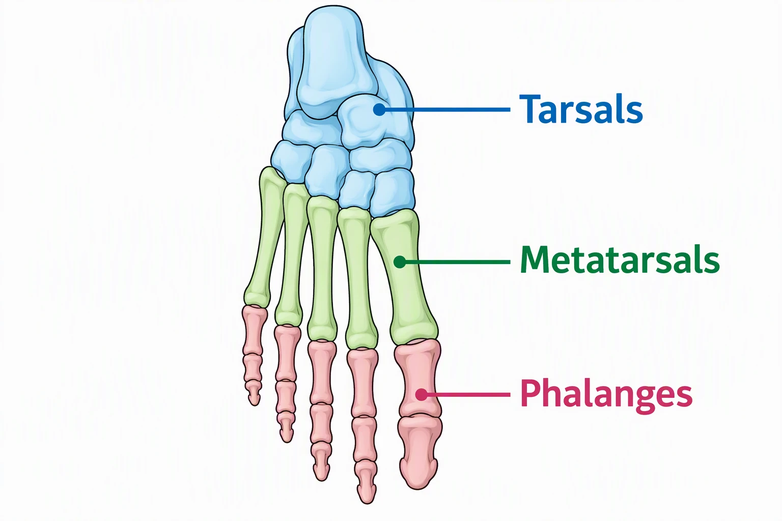 Simple foot bones diagram labeled Tarsals, Metatarsals, and Phalanges as colored groups