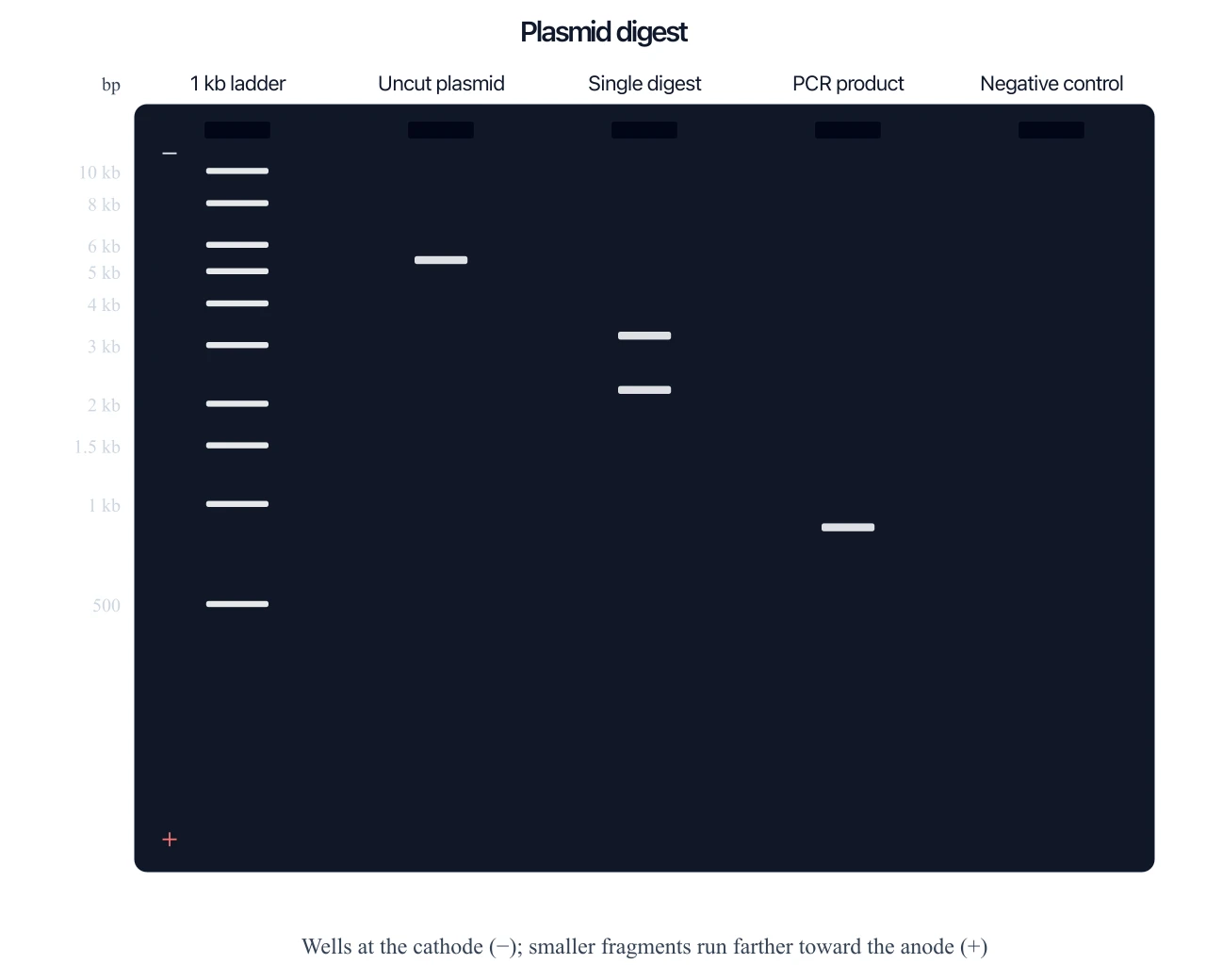 Agarose gel electrophoresis diagram with a 1 kb ladder, uncut plasmid, and a two-band restriction digest