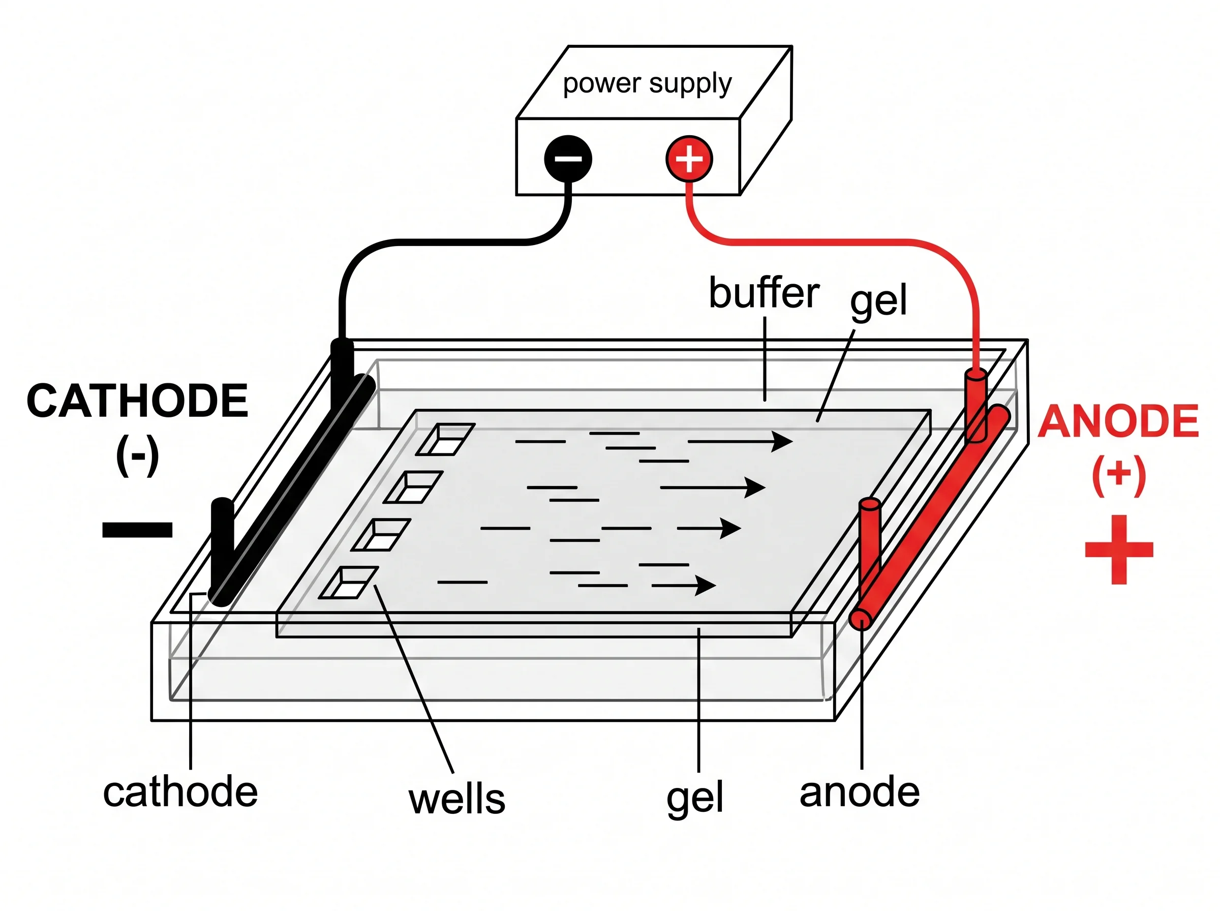 AI-generated labeled gel electrophoresis apparatus with power supply, buffer tank, wells, cathode, and anode