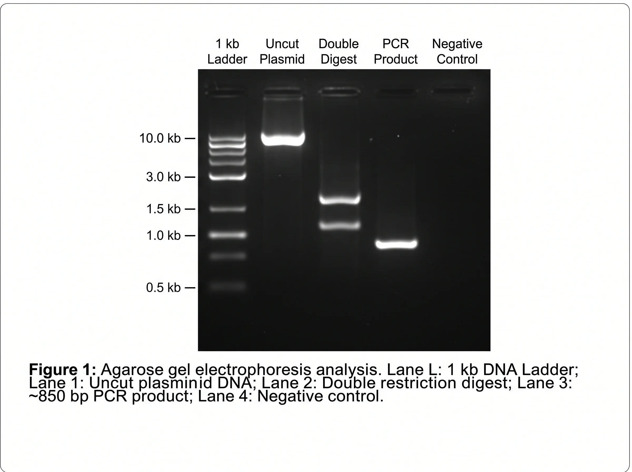 AI-generated stained agarose gel illustration with a DNA ladder and sample lanes