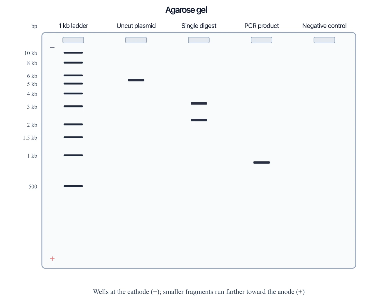 Light-background gel electrophoresis diagram with dark bands, cathode at the wells, and anode at the bottom