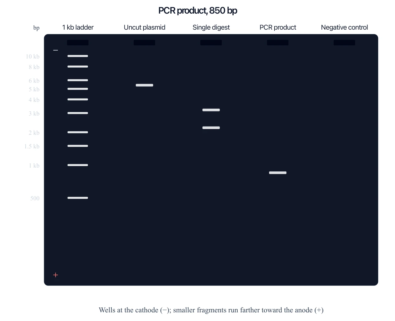 Agarose gel electrophoresis diagram showing a PCR product at 850 bp between the 1000 and 500 bp ladder bands