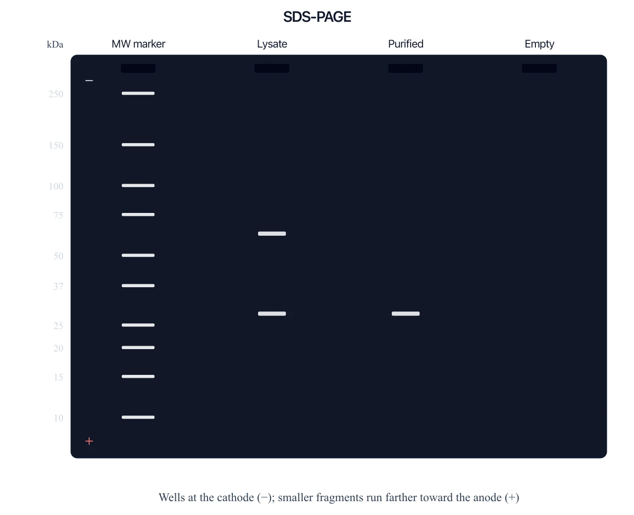 SDS-PAGE diagram with a molecular-weight marker in kDa, a lysate lane, and a purified 28 kDa band