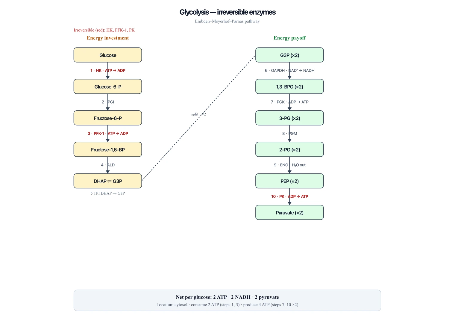 Glycolysis diagram with hexokinase, phosphofructokinase-1, and pyruvate kinase marked as irreversible