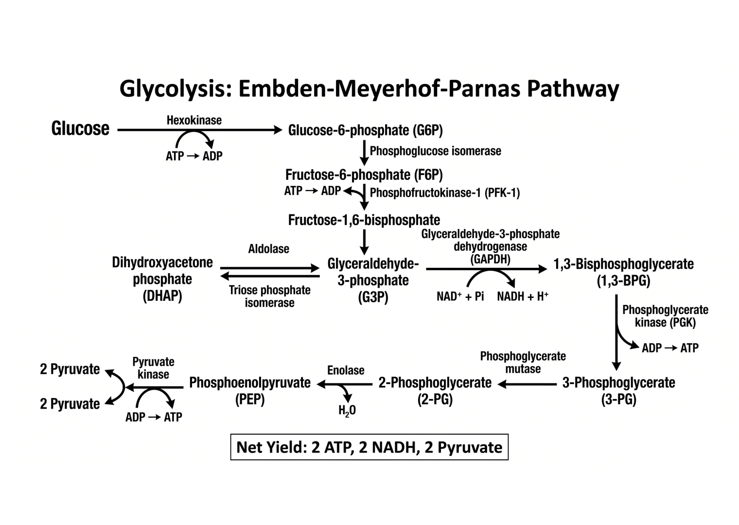 AI-generated glycolysis illustration in the cytosol with labeled intermediates and energy carriers