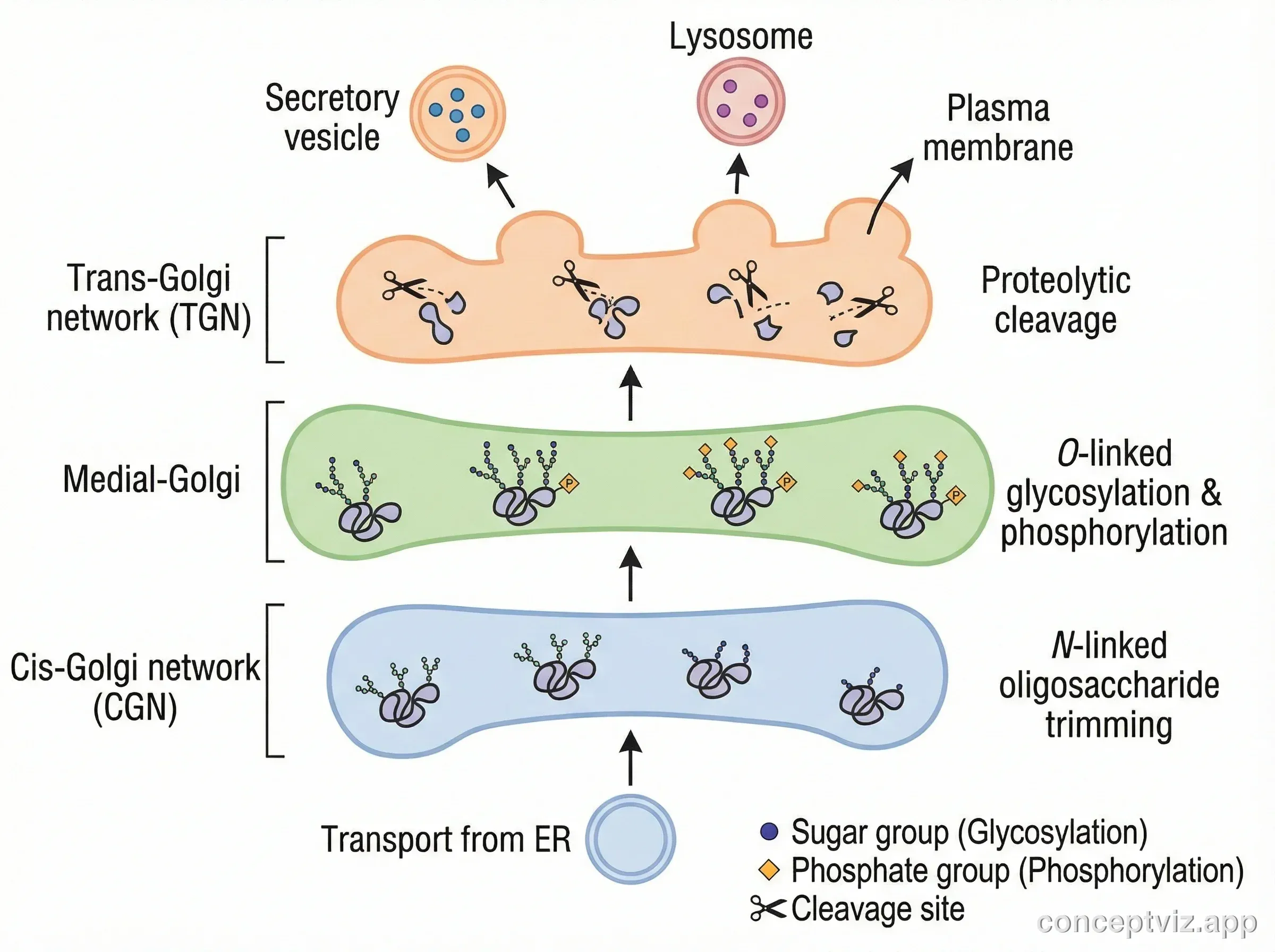 Diagram illustrating protein modification and processing within the Golgi apparatus, showing glycosylation, phosphorylation, and proteolytic cleavage occurring at different cisternae levels. Molecular annotations indicate how proteins are modified as they move from cis to trans.